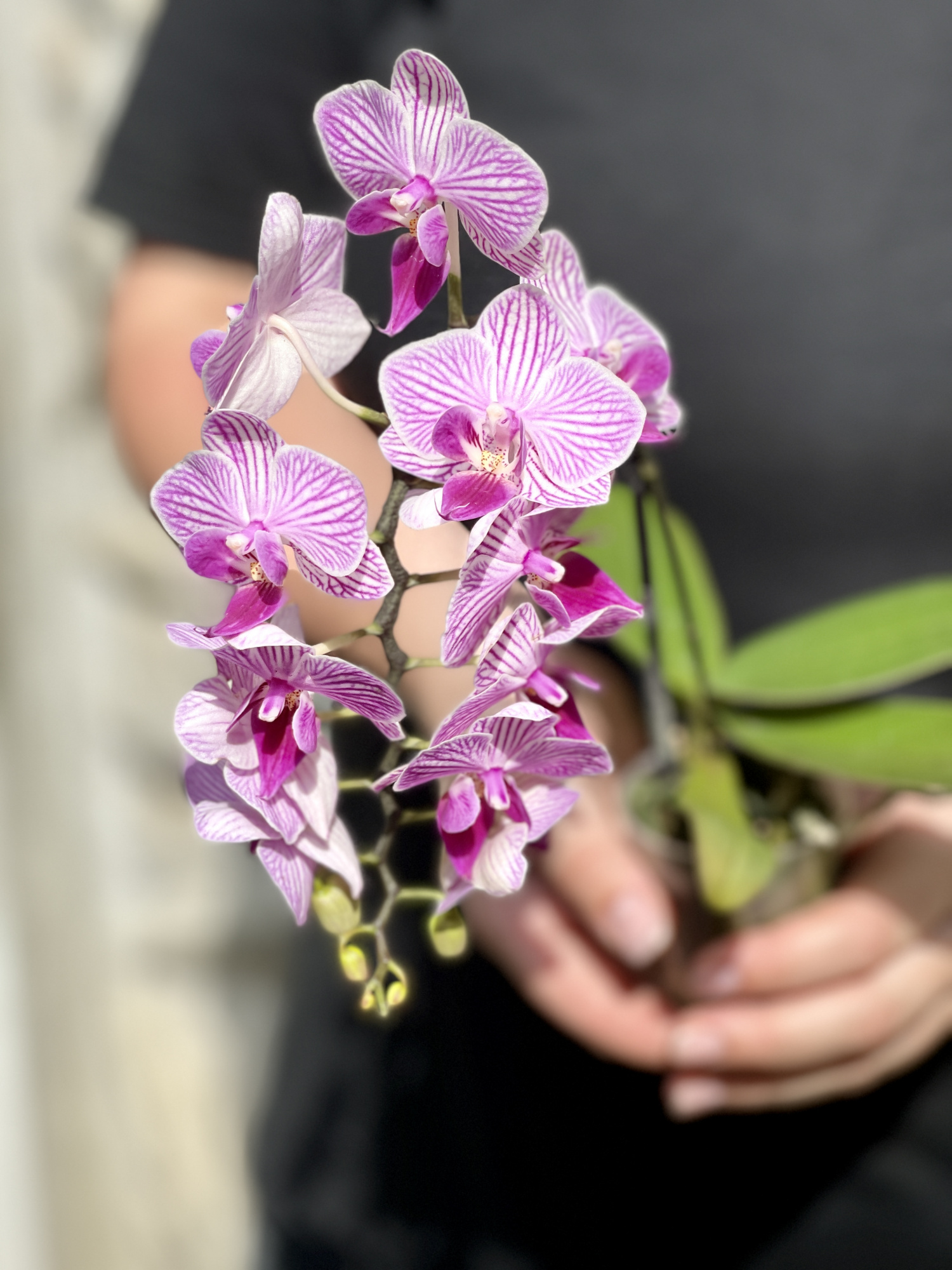 Орхидея Фаленопсис Мини Пурпурная Пестрая (Phalaenopsis Multiflora) D6см