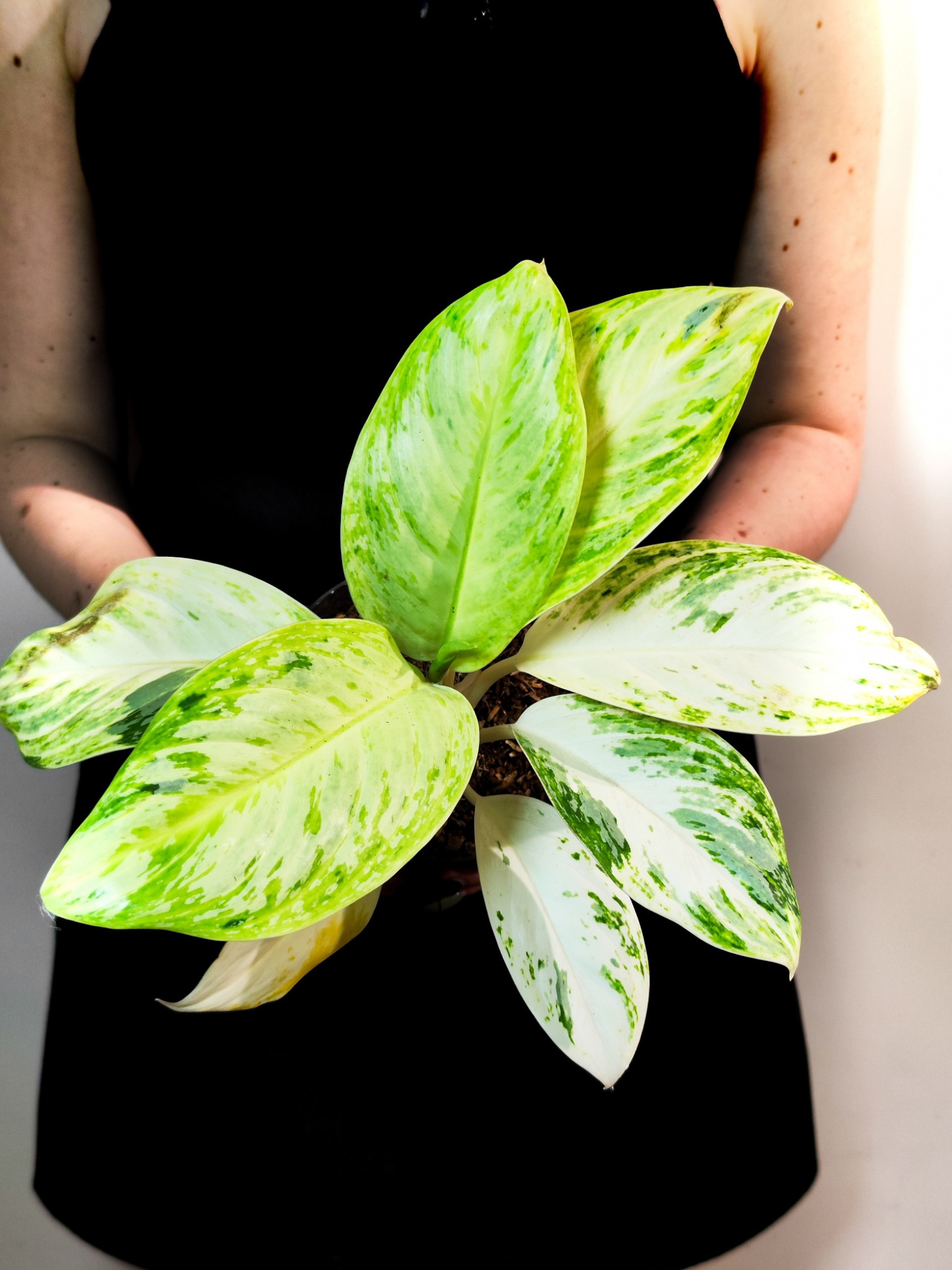 Аглаонема Арктик Лайм (Aglaonema Arctic Lime) D12см