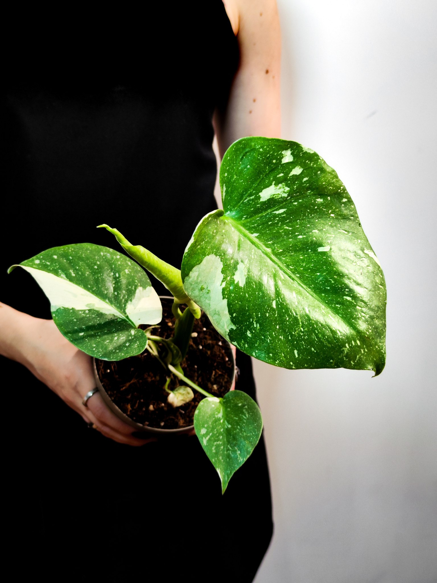 Монстера Деликатесная Тайское Созвездие (Monstera Thai Constellation) D12см