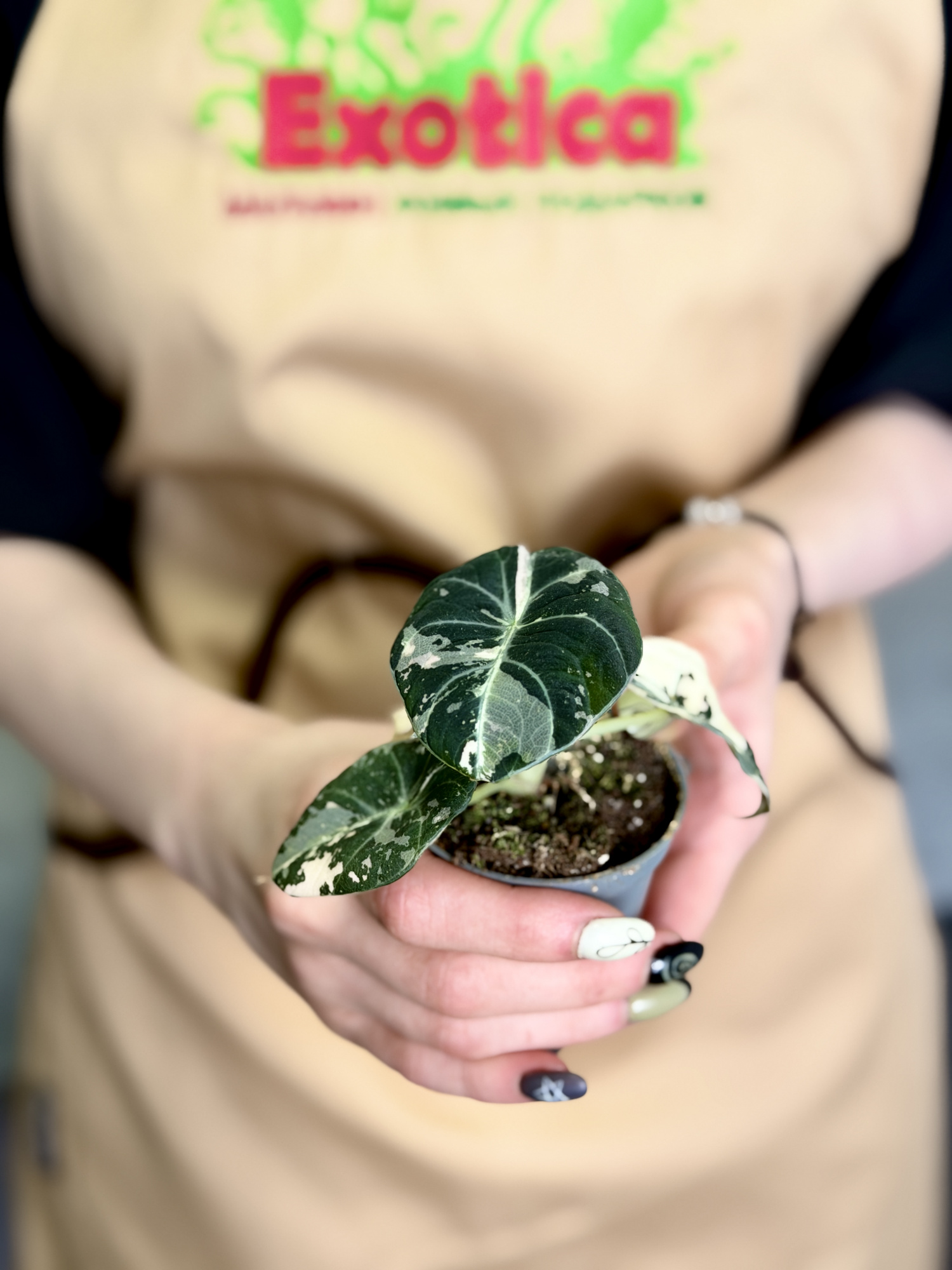 Алоказия Блэк Вельвет Пинк Вариегатная (Alocasia Black Velvet Pink Albo Variegated) D6см