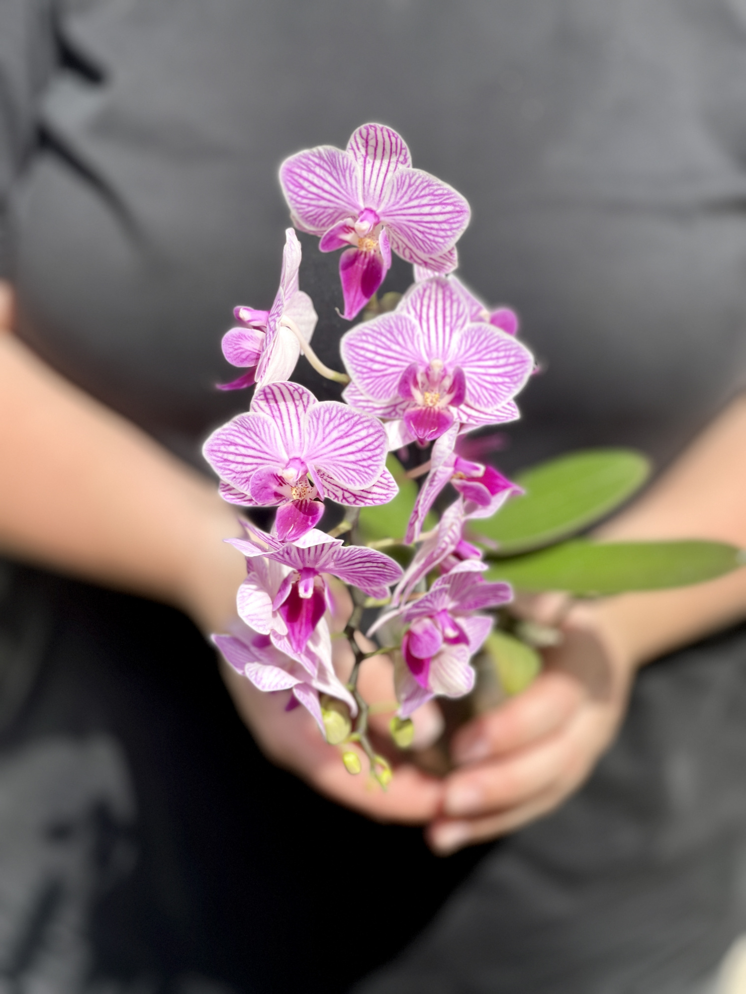 Орхидея Фаленопсис Мини Пурпурная Пестрая (Phalaenopsis Multiflora) D6см