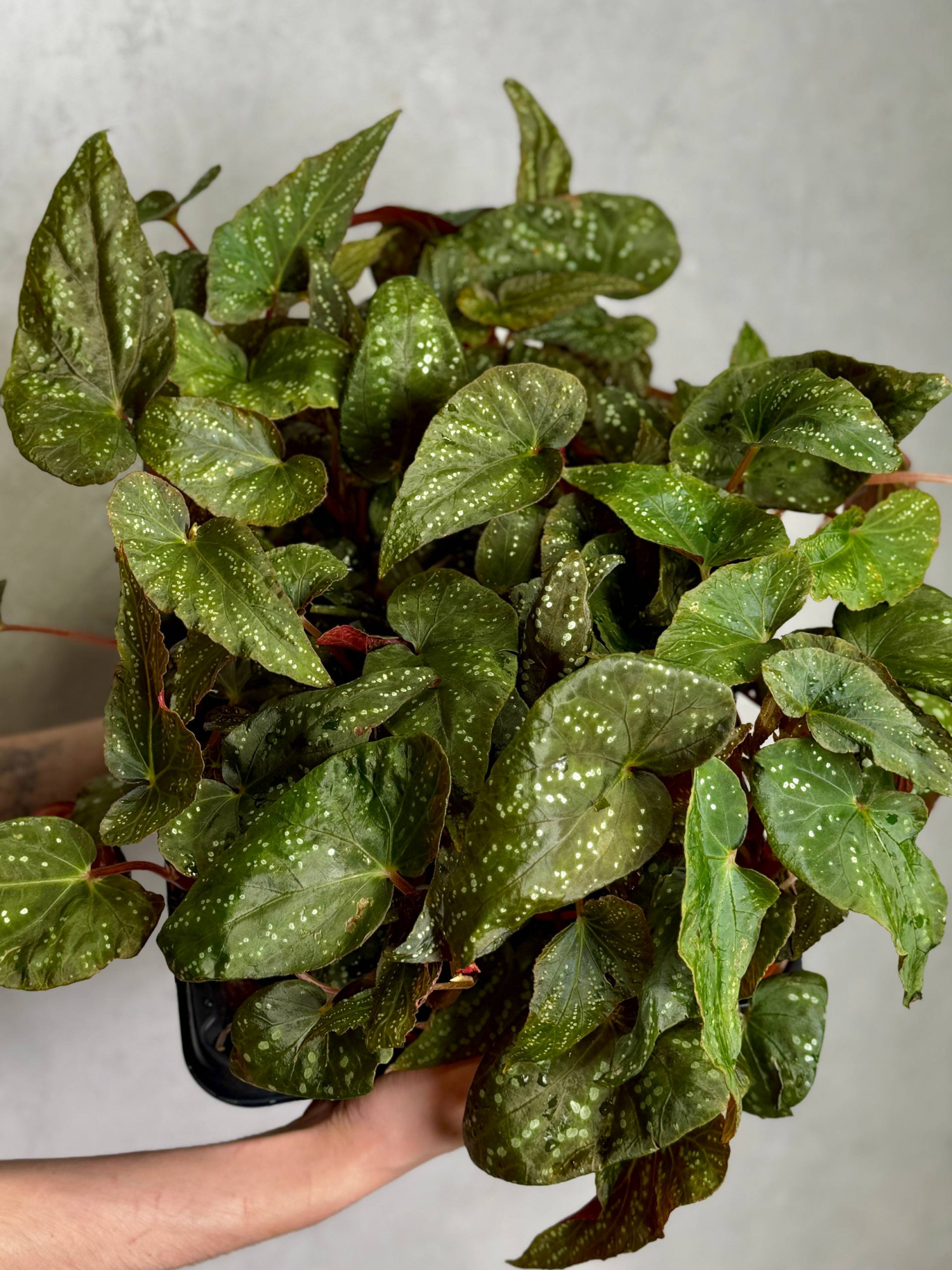 Бегония Пандора (Begonia Pandora) D8см