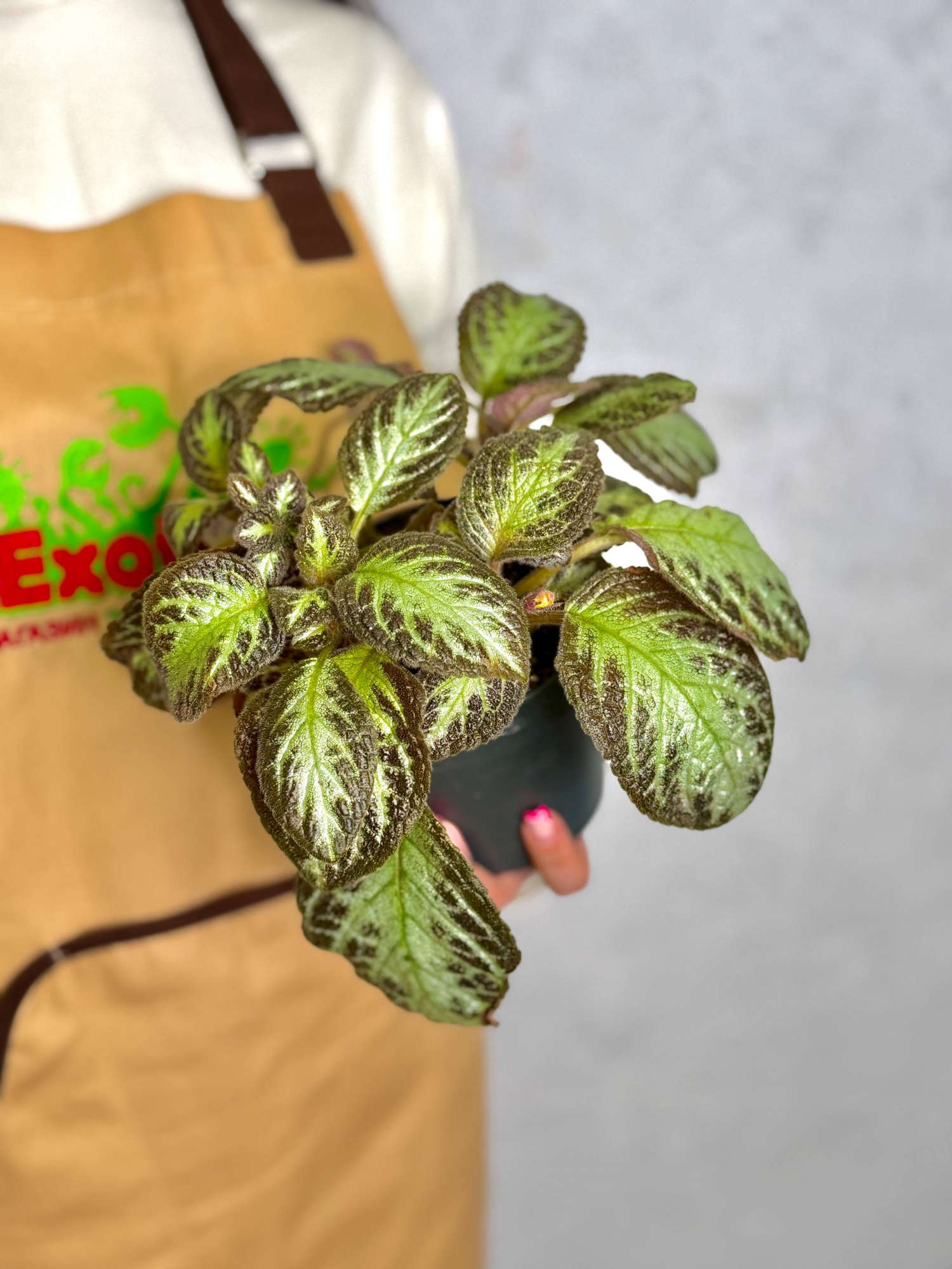 Эписция Серебряное Сияние (Episcia Silver Shield) D12см