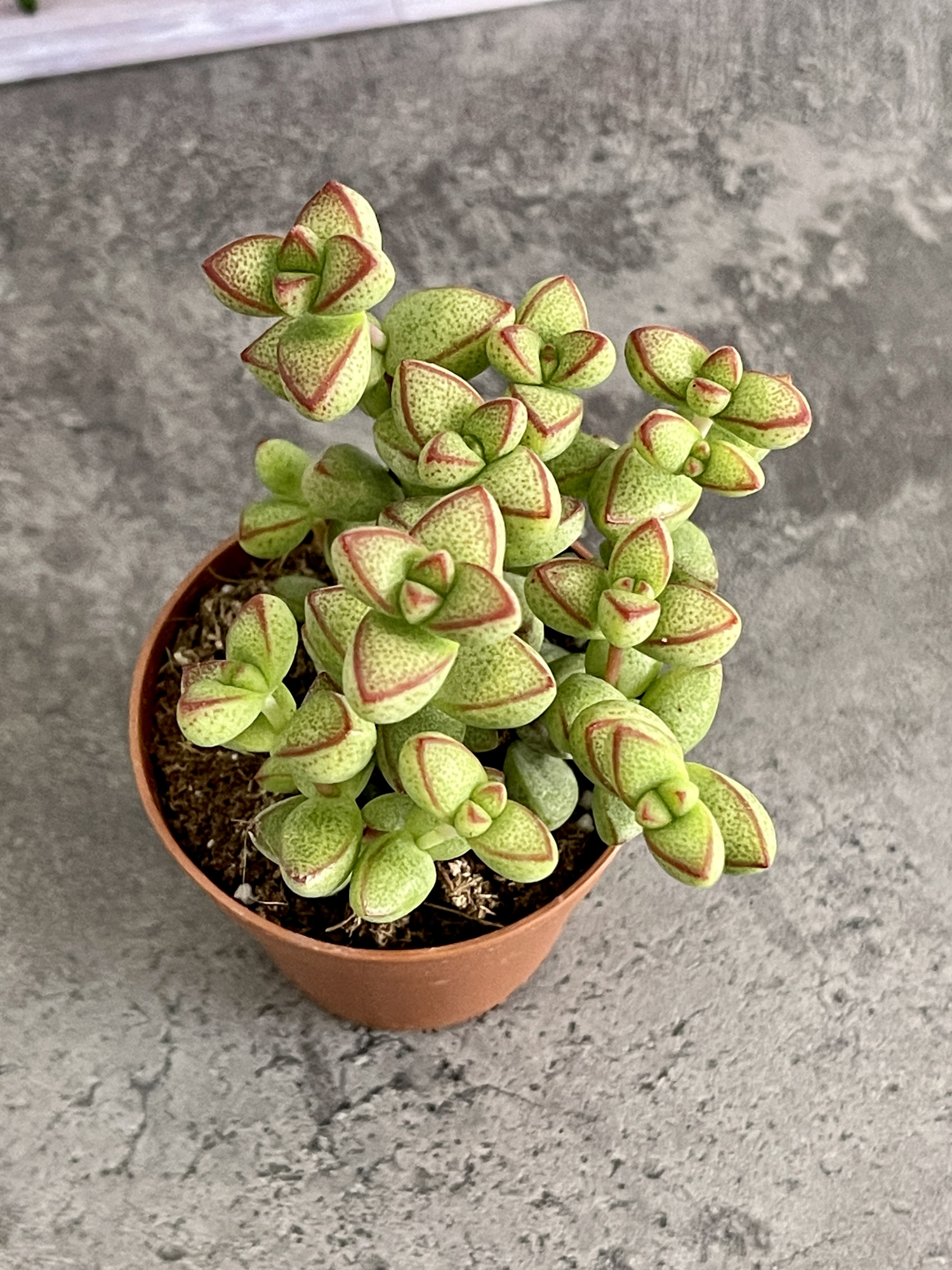 Крассула Рупестрис Том Тумб (Crassula Tom Thumb) D5см