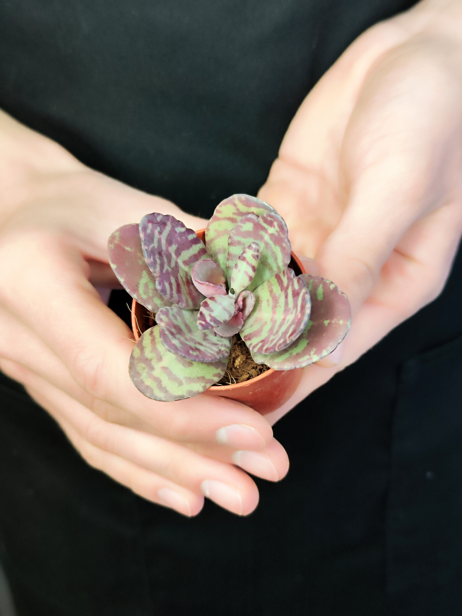 Каланхоэ Хумилис, или Зебра (Kalanchoe Humilis) D5см