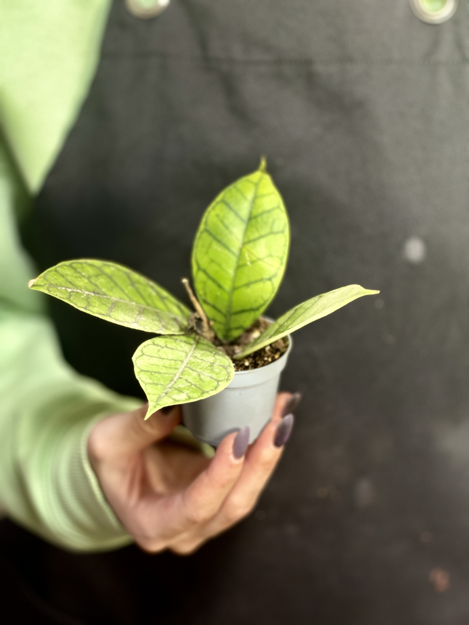 Хойя Каллистофилла Блэк Кэт (Hoya Callistophylla Black Cat) D6см