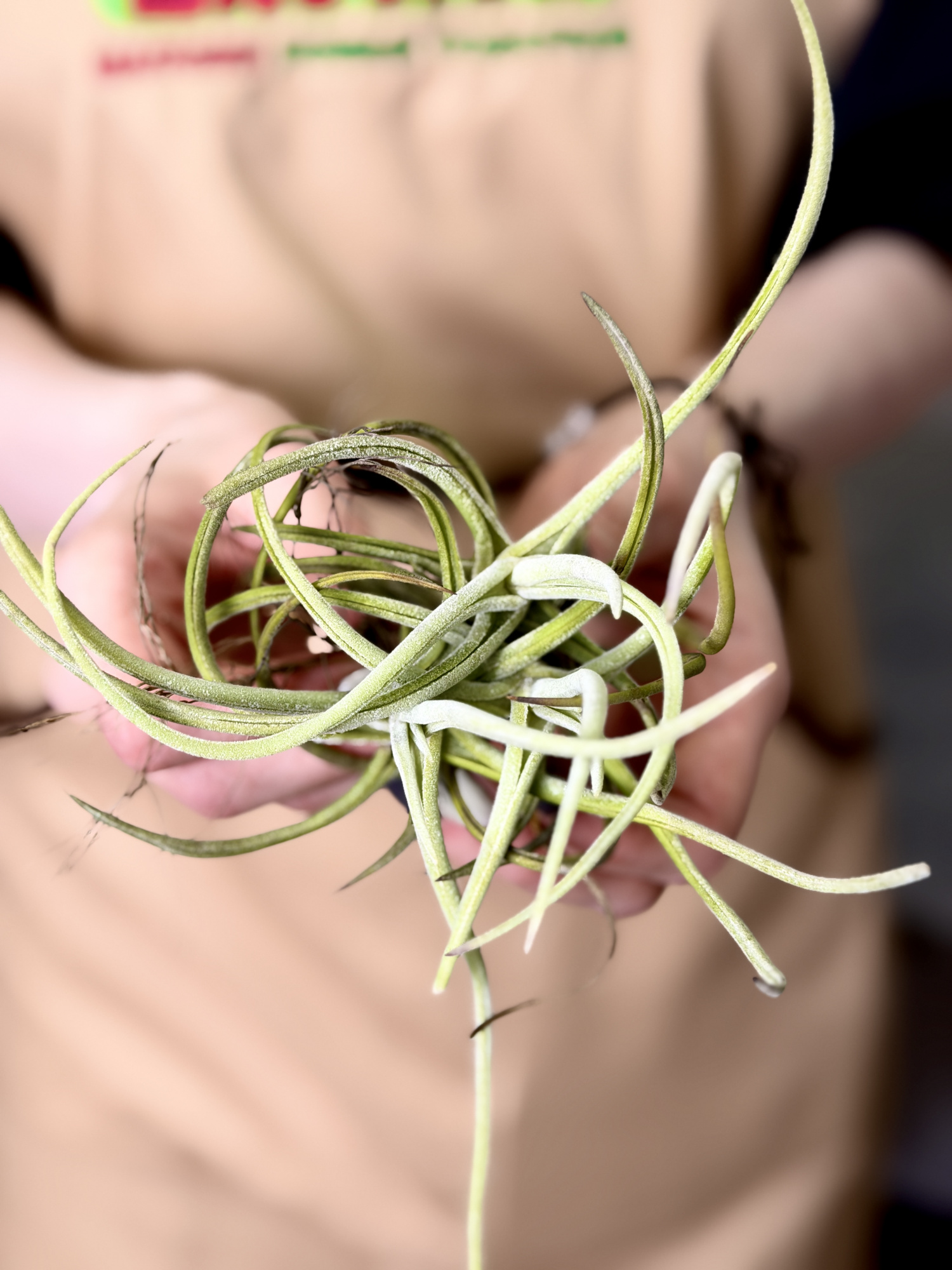 Тилландсия Глабиор (Tillandsia Glabior)