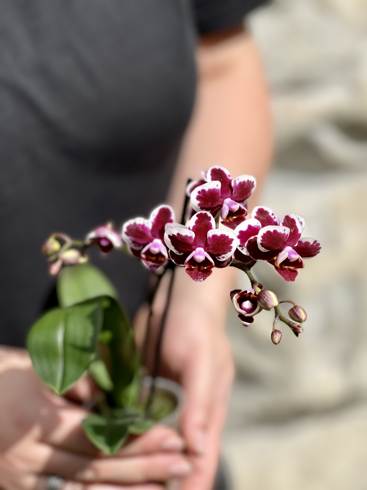 Орхидея Фаленопсис Бордовая Пестрая (Phalaenopsis Multiflora) D6см