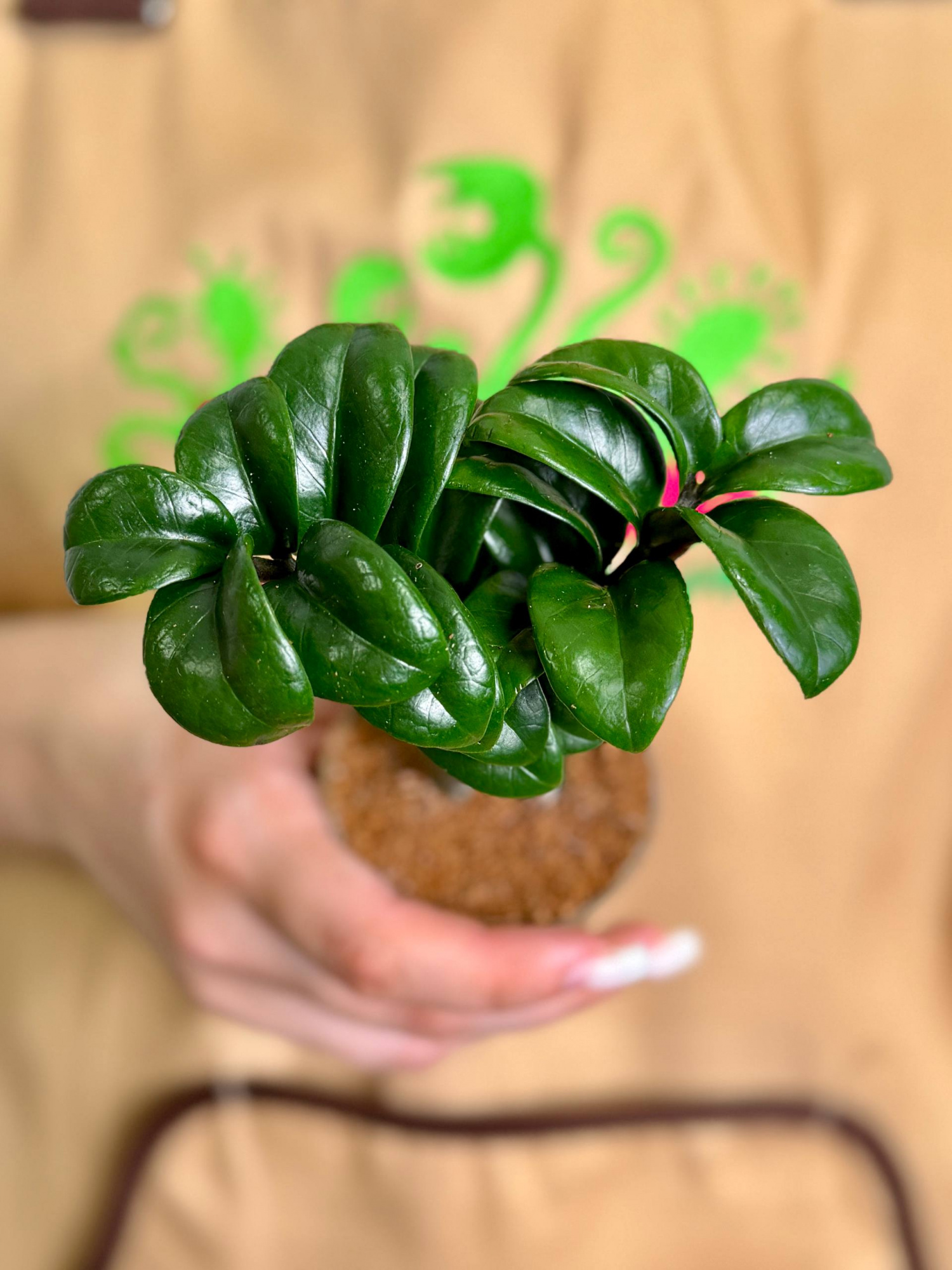 Замиокулькас Зензи Жук (Zamioculcas Zenzi Bug) D6см