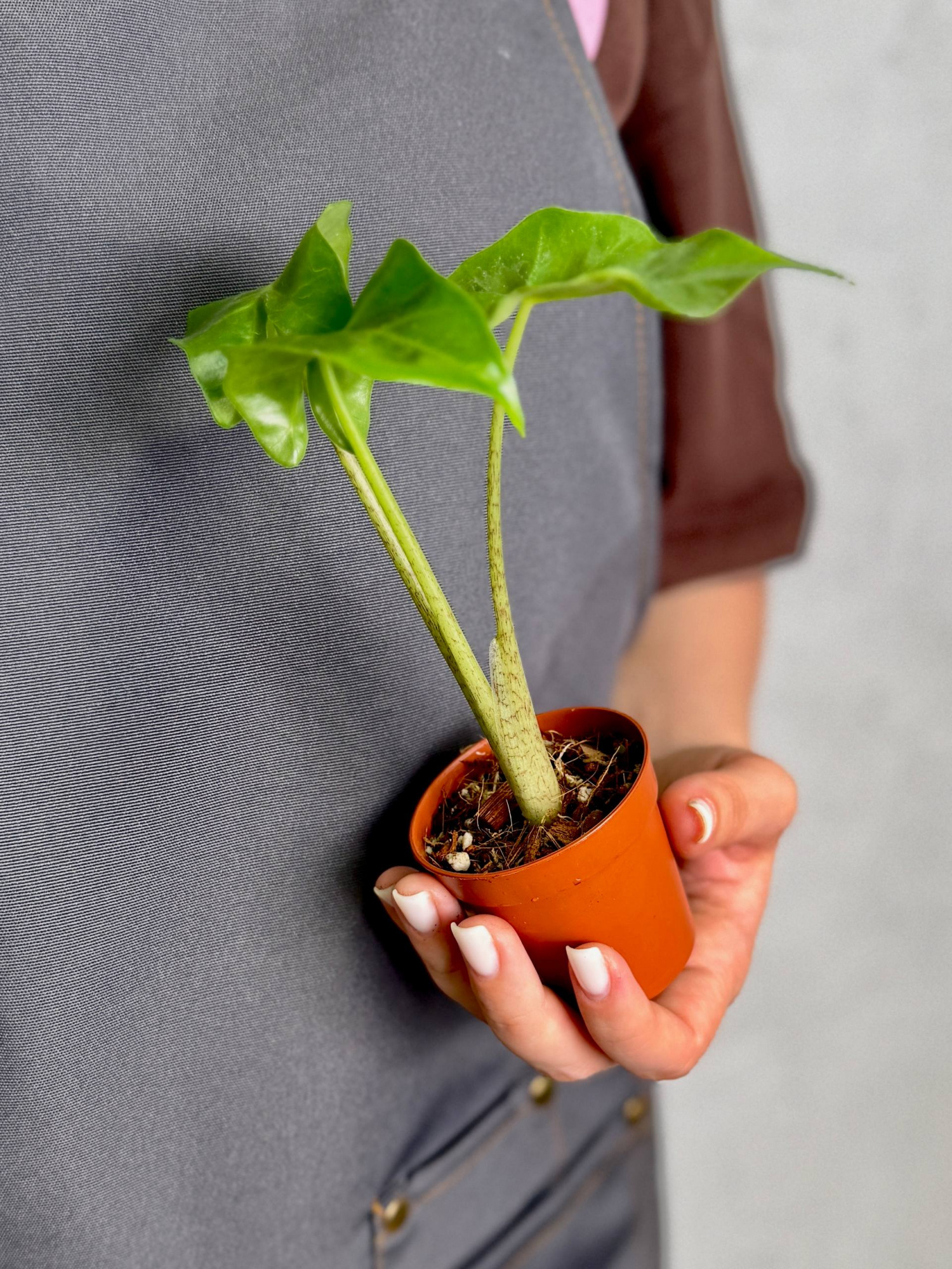 Алоказия Портора, или Портодора (Alocasia Portora) D6см