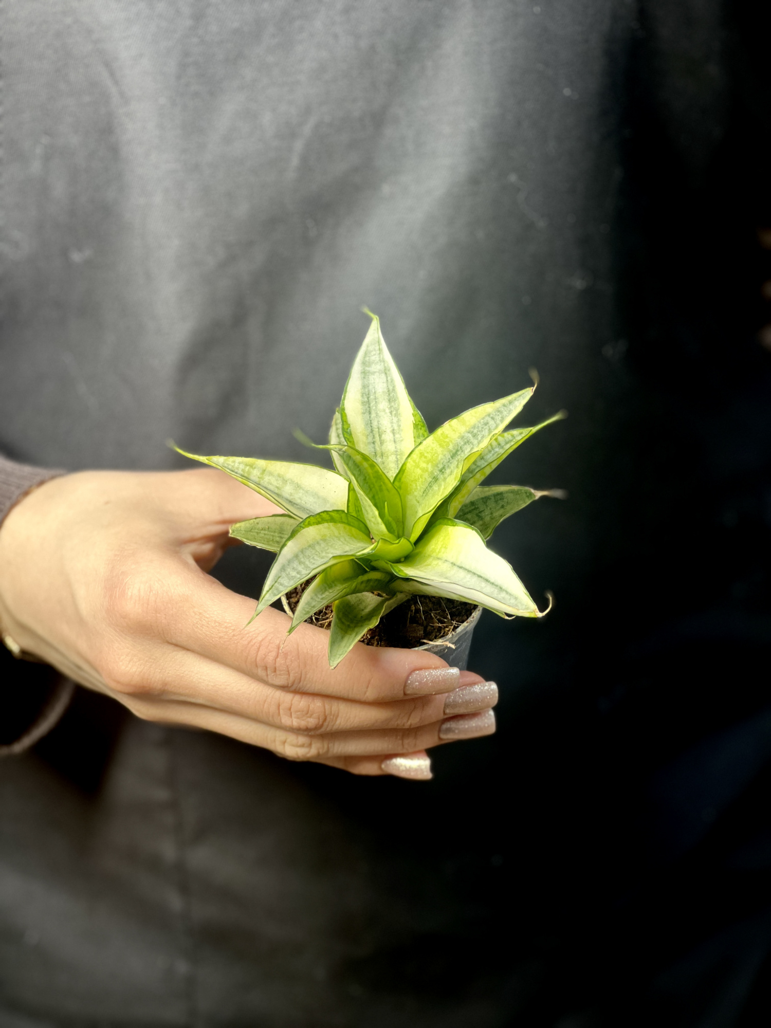 Cансевиерия Габриэлла Вариегатная (Sansevieria Gabriella Variegata) D6см