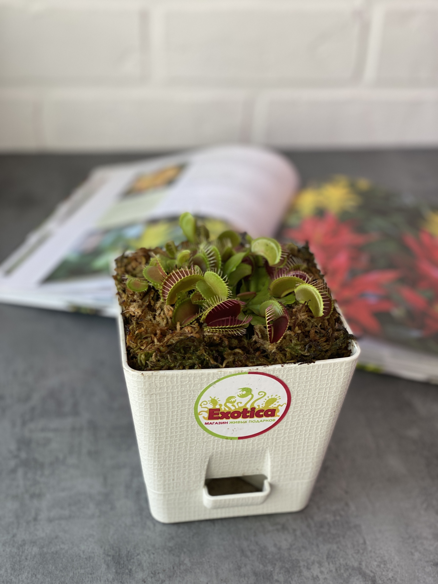 Венерина Мухоловка (Dionaea Muscipula) пересаженная D12см квадрат