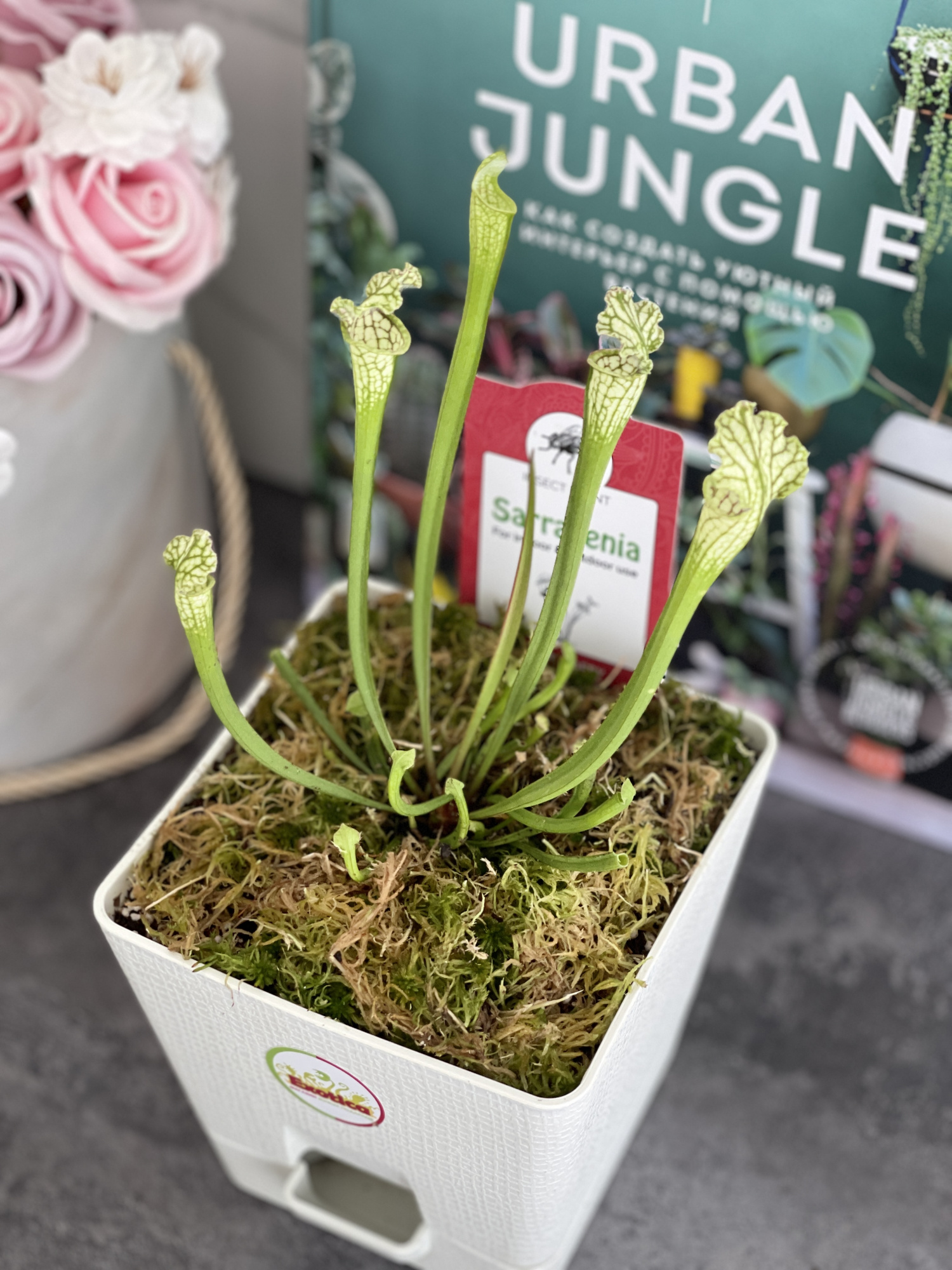 Саррацения Фарнхами Белая (Sarracenia White Farnhamii) пересаженная D12см