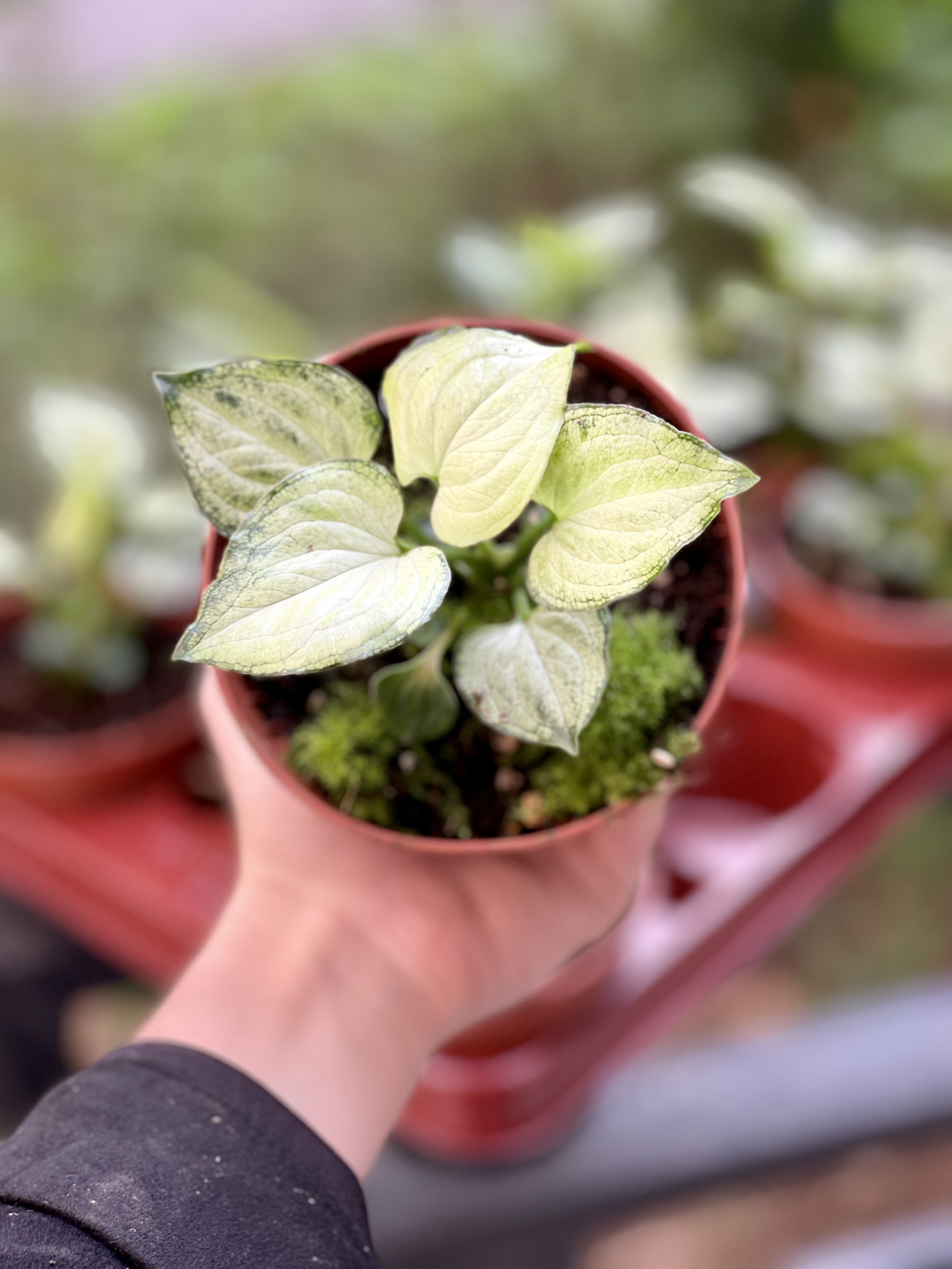 Сингониум Мышиные Ушки (Syngonium Mouse Ears) D10см
