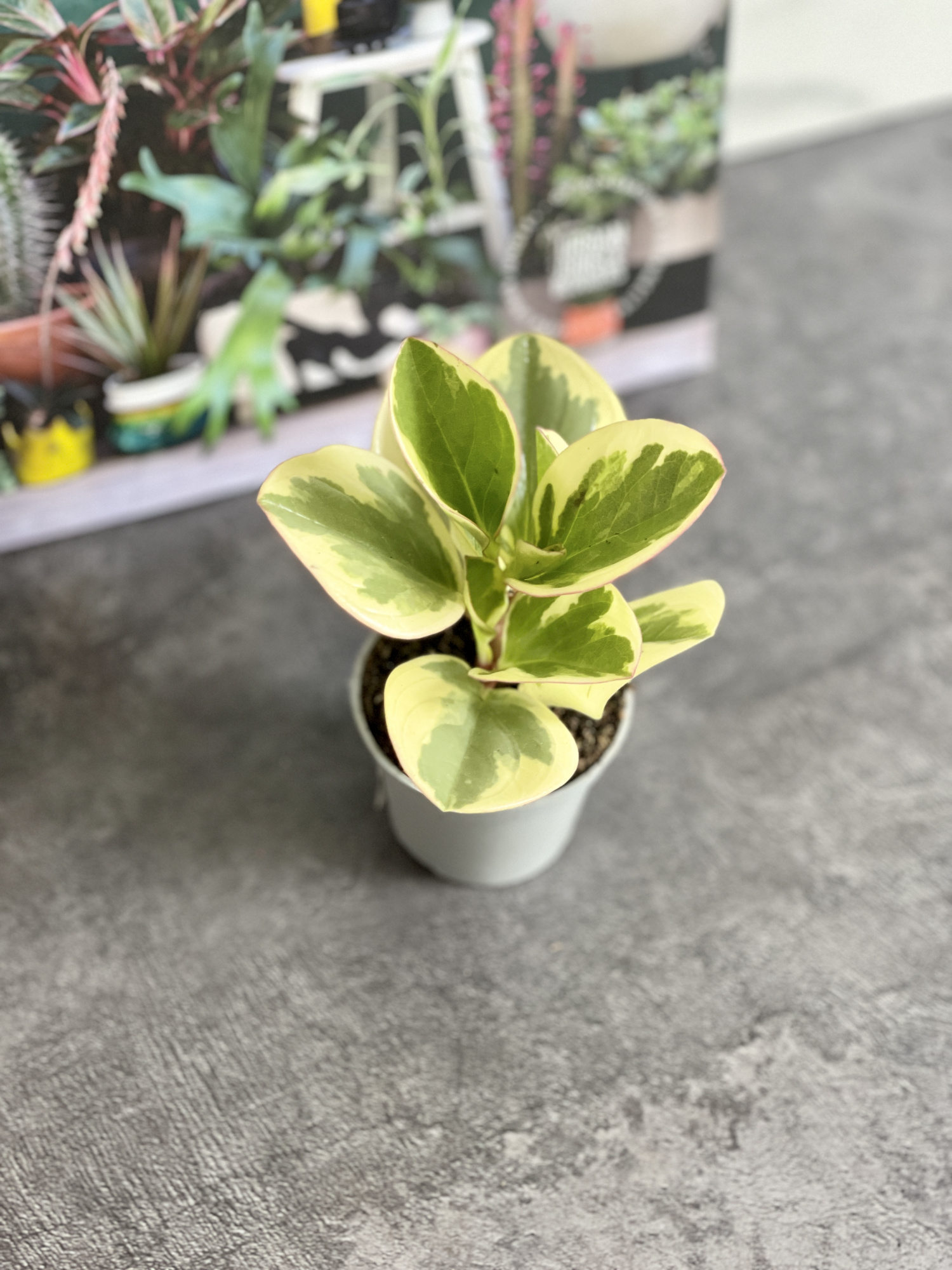 Пеперомия Туполистная Биколор (Peperomia Obtusifolia Bicolor) D5см