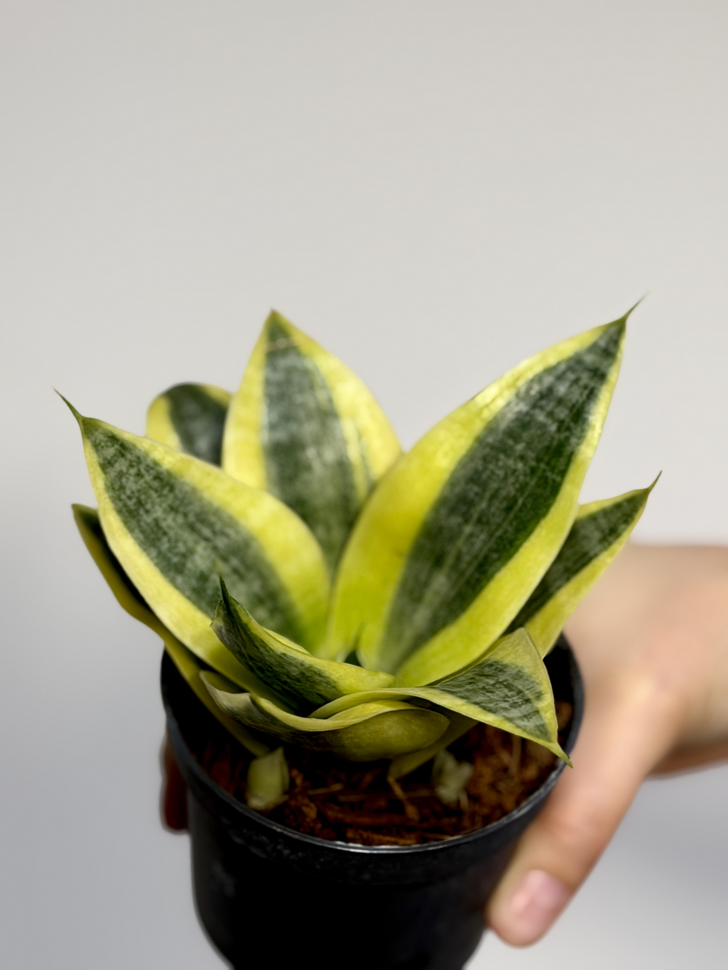 Сансевиерия Ханни Сан (Sansevieria Hahnii Sun) D9см