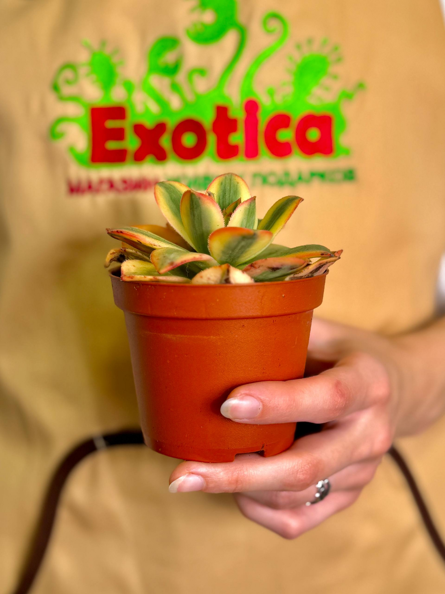 Эониум Старберст (Aeonium Starburst) D8,5см