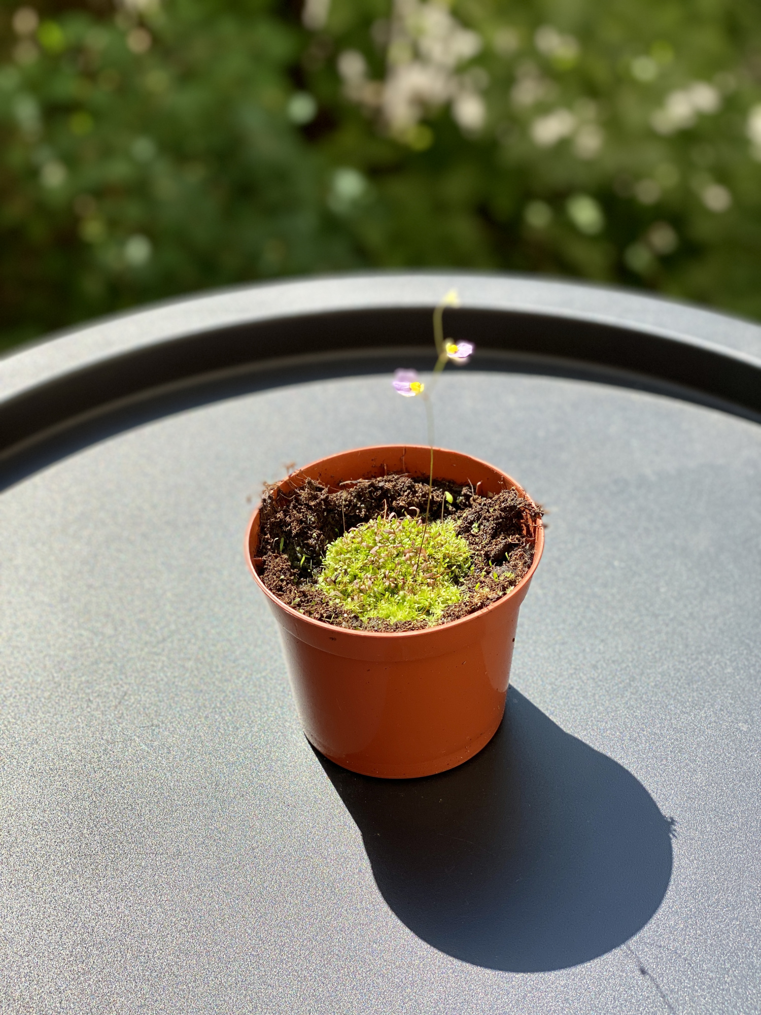 Пузырчатка двухчешуйная (Utricularia bisquamata) D9см