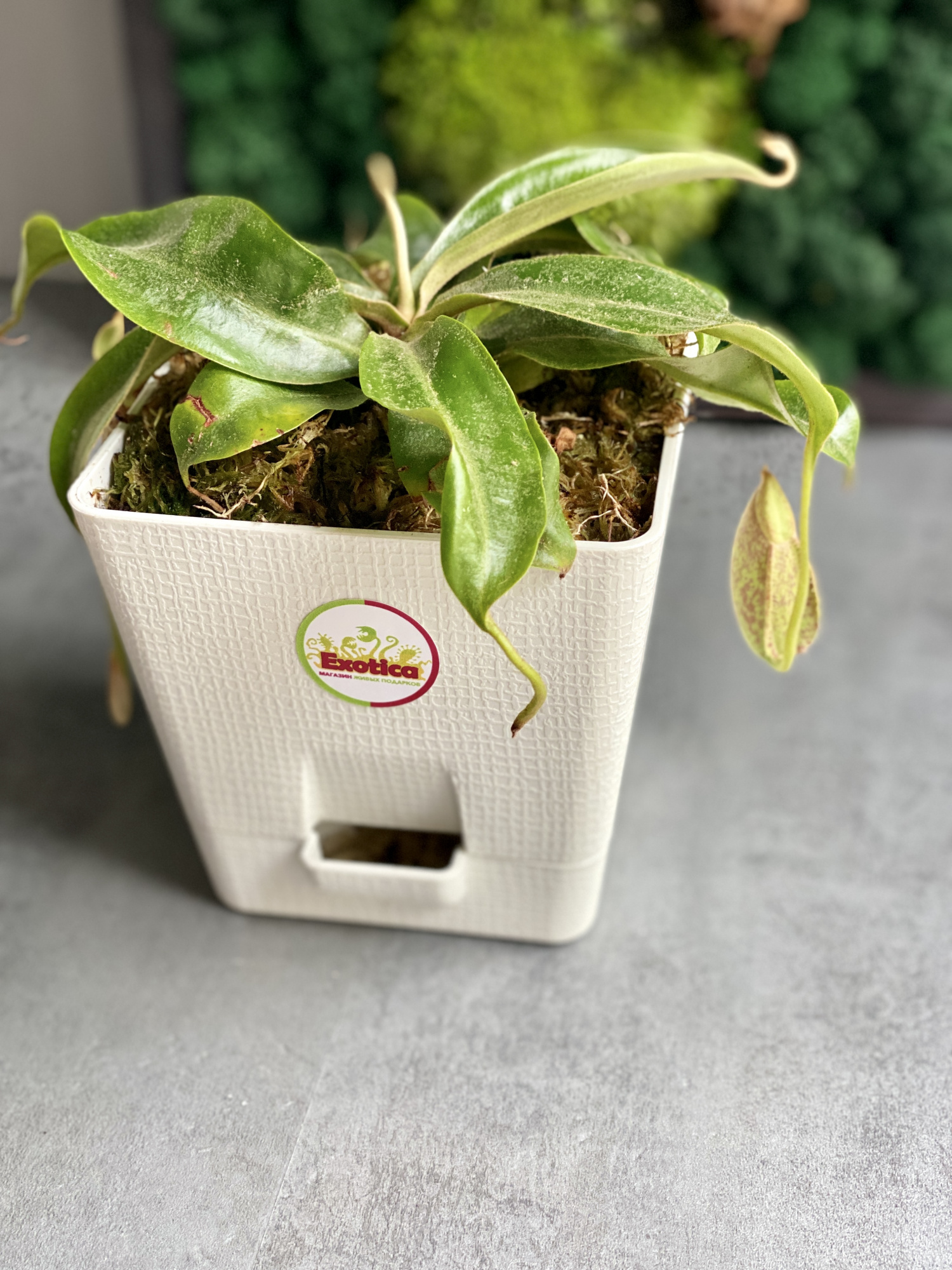Непентес Хукериана (Nepenthes hookeriana) пересаженный D12 см