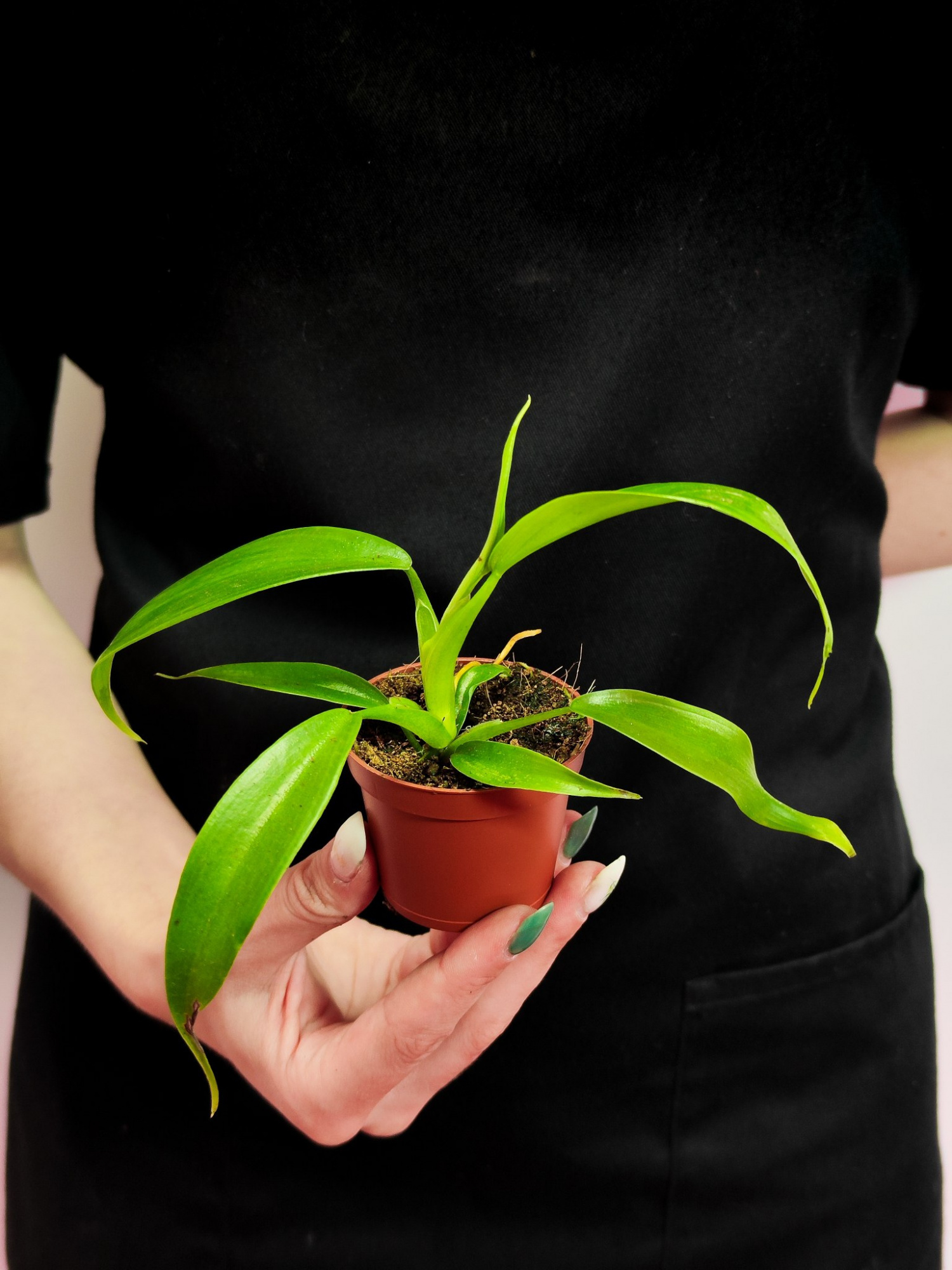 Филодендрон Гитаровидный (Philodendron Panduriforme) D6см