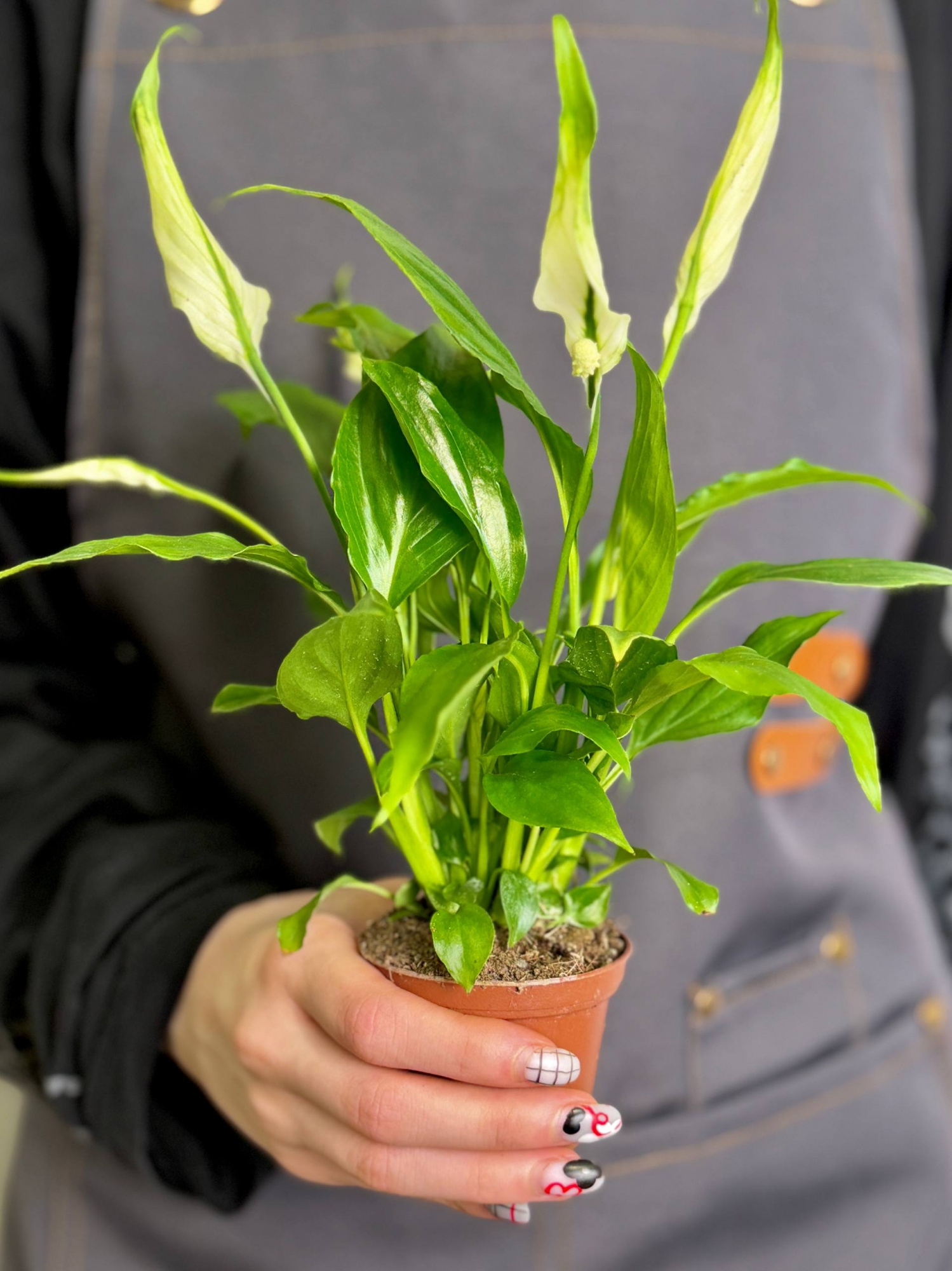 Спатифиллум Шопен (Spathiphyllum Chopin) D6см