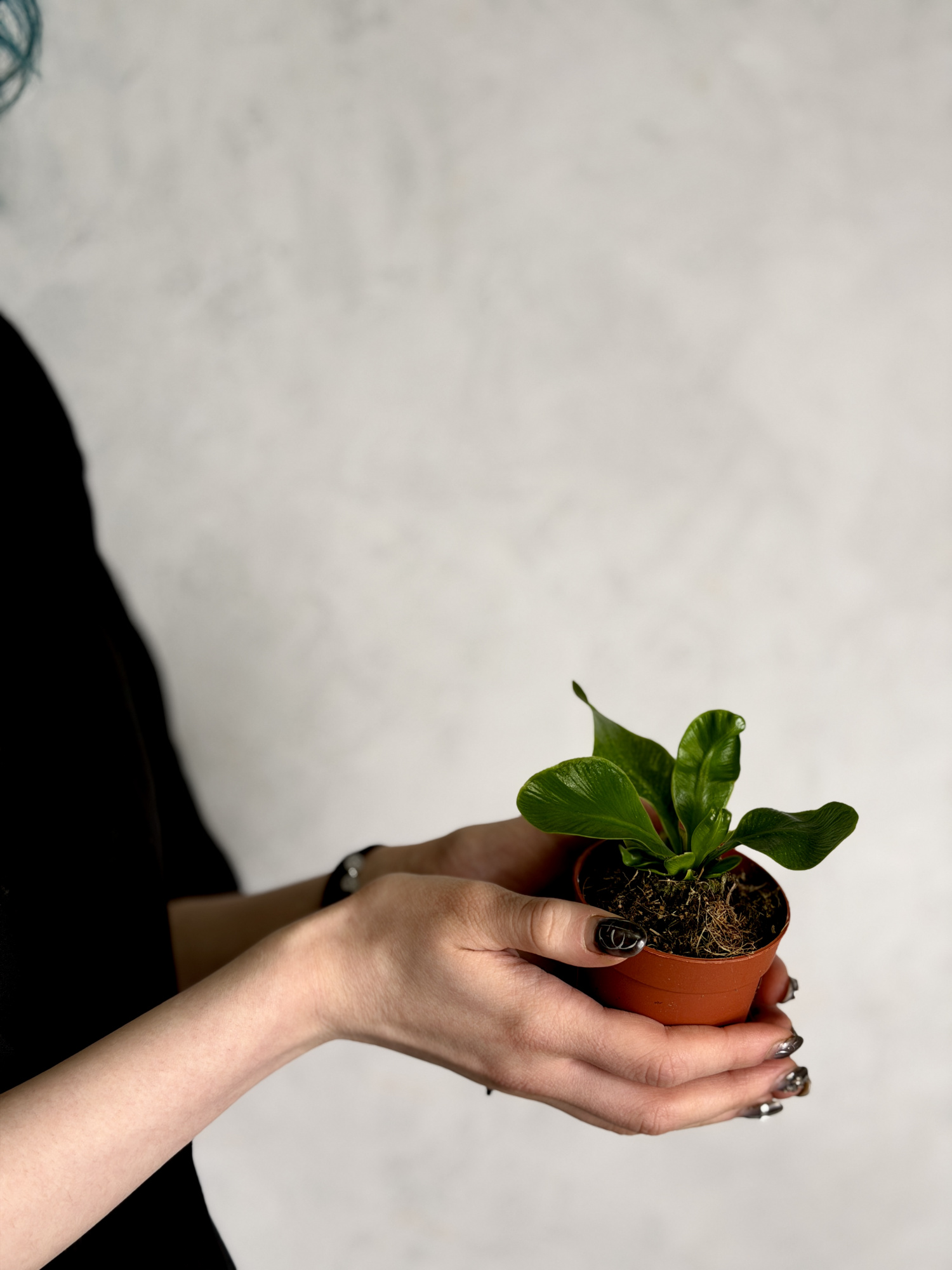 Асплениум Кобра (Asplenium Nidus Cobra) D7см