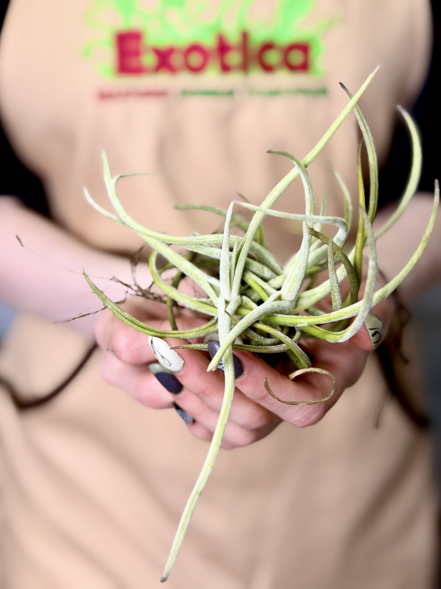 Тилландсия Глабиор (Tillandsia Glabior)