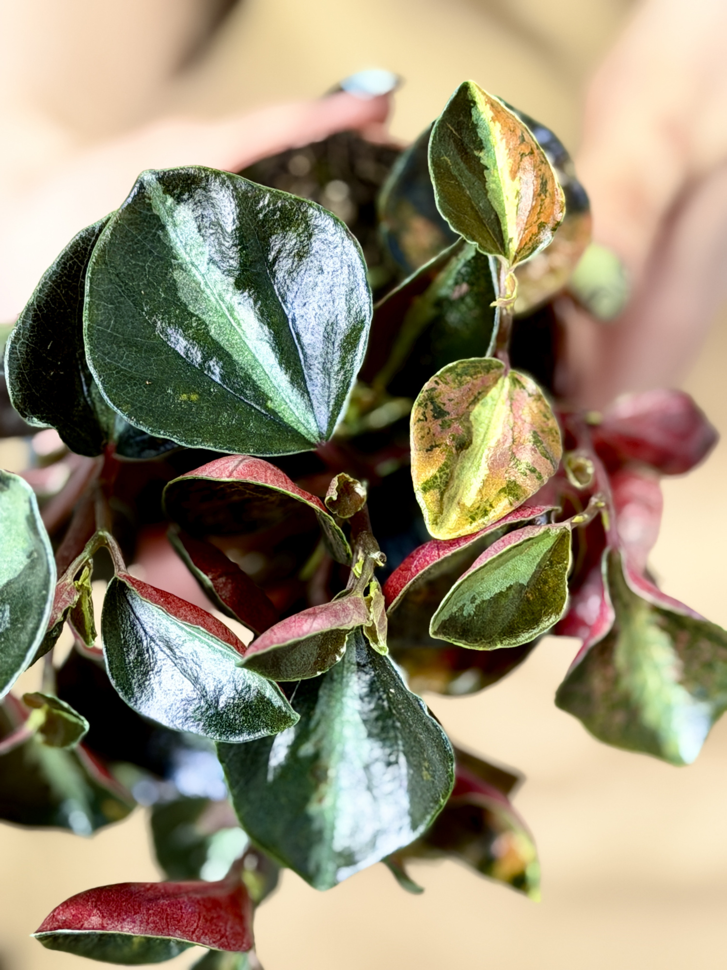 Пеперомия Крем Брюле (Peperomia Creme Brulee) D8см