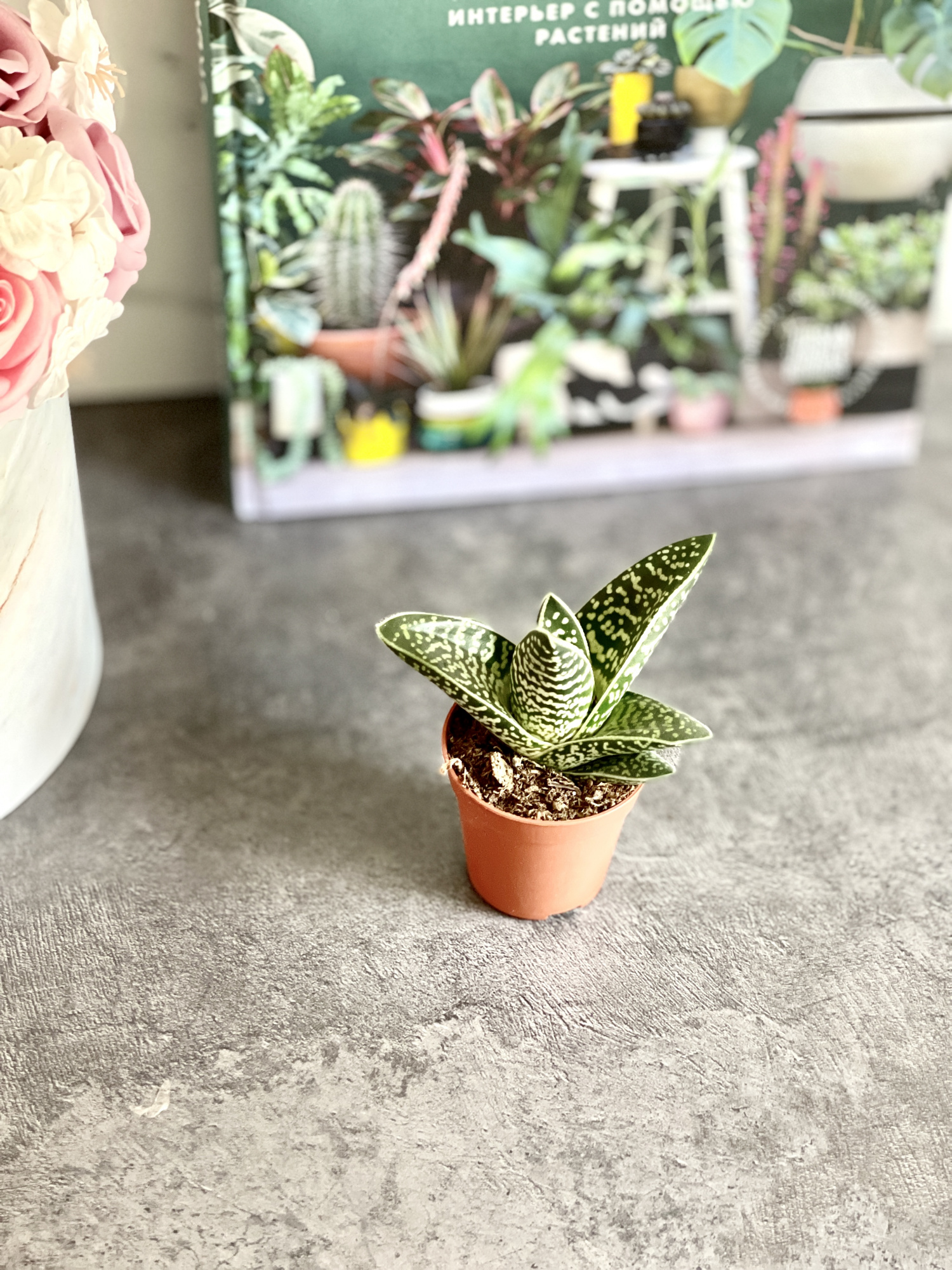 Алоэ Пестрое Мэджик (Aloe Variegata Magic) D5см