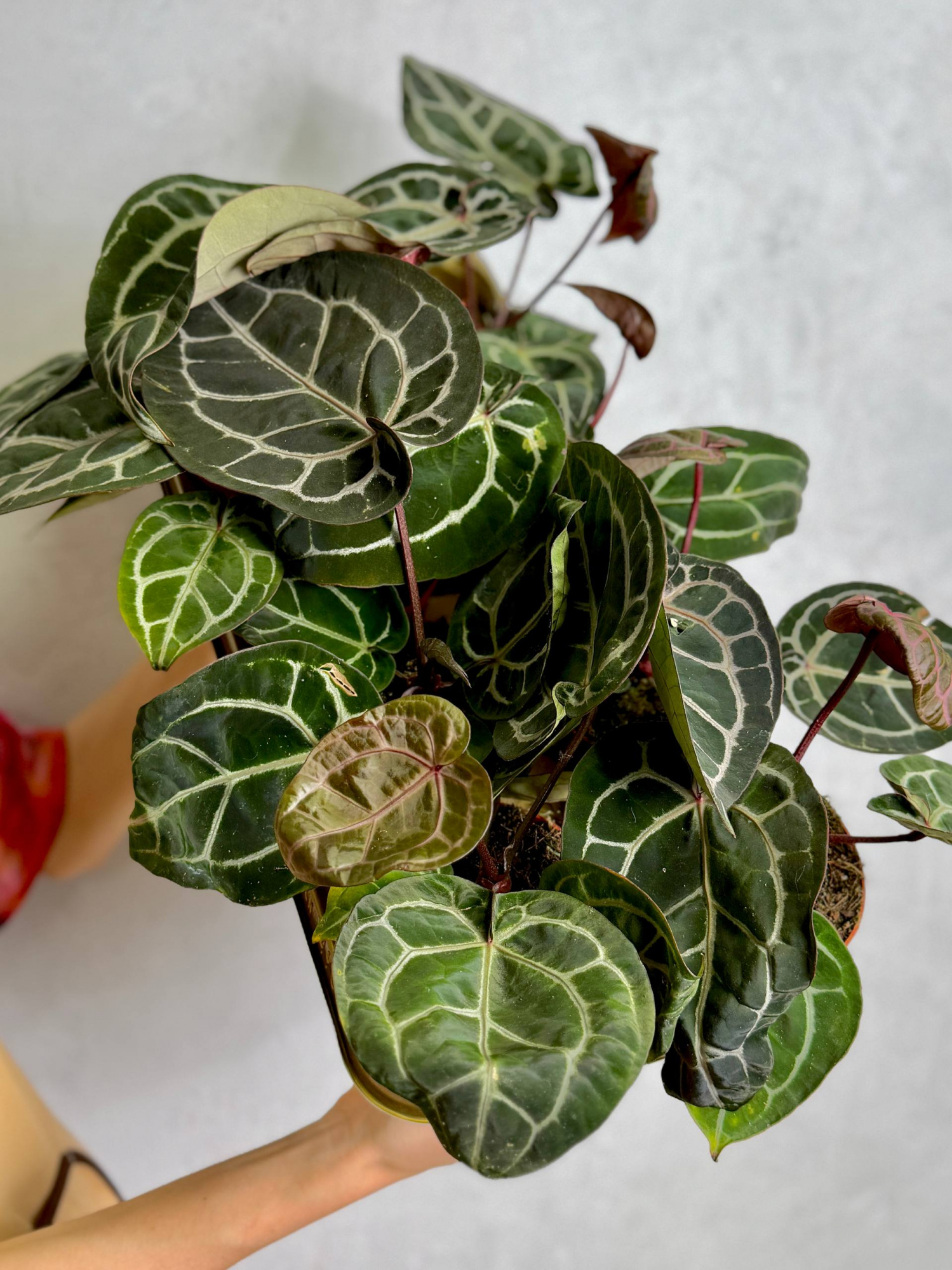 Антуриум Кристаллинум Ред (Anthurium Crystallinum Red) D12см