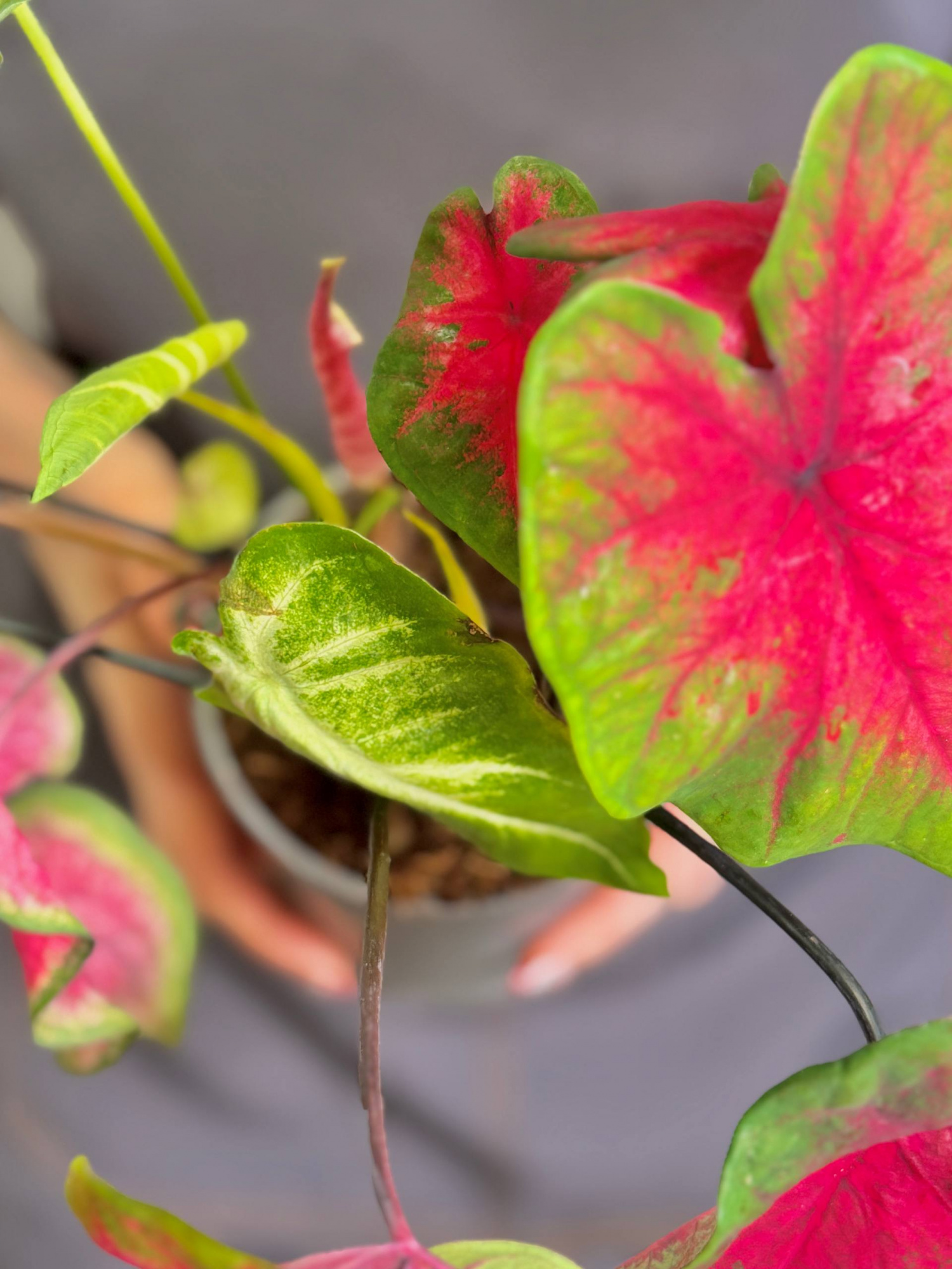 Каладиум Миксовый (Caladium Mix) D12см