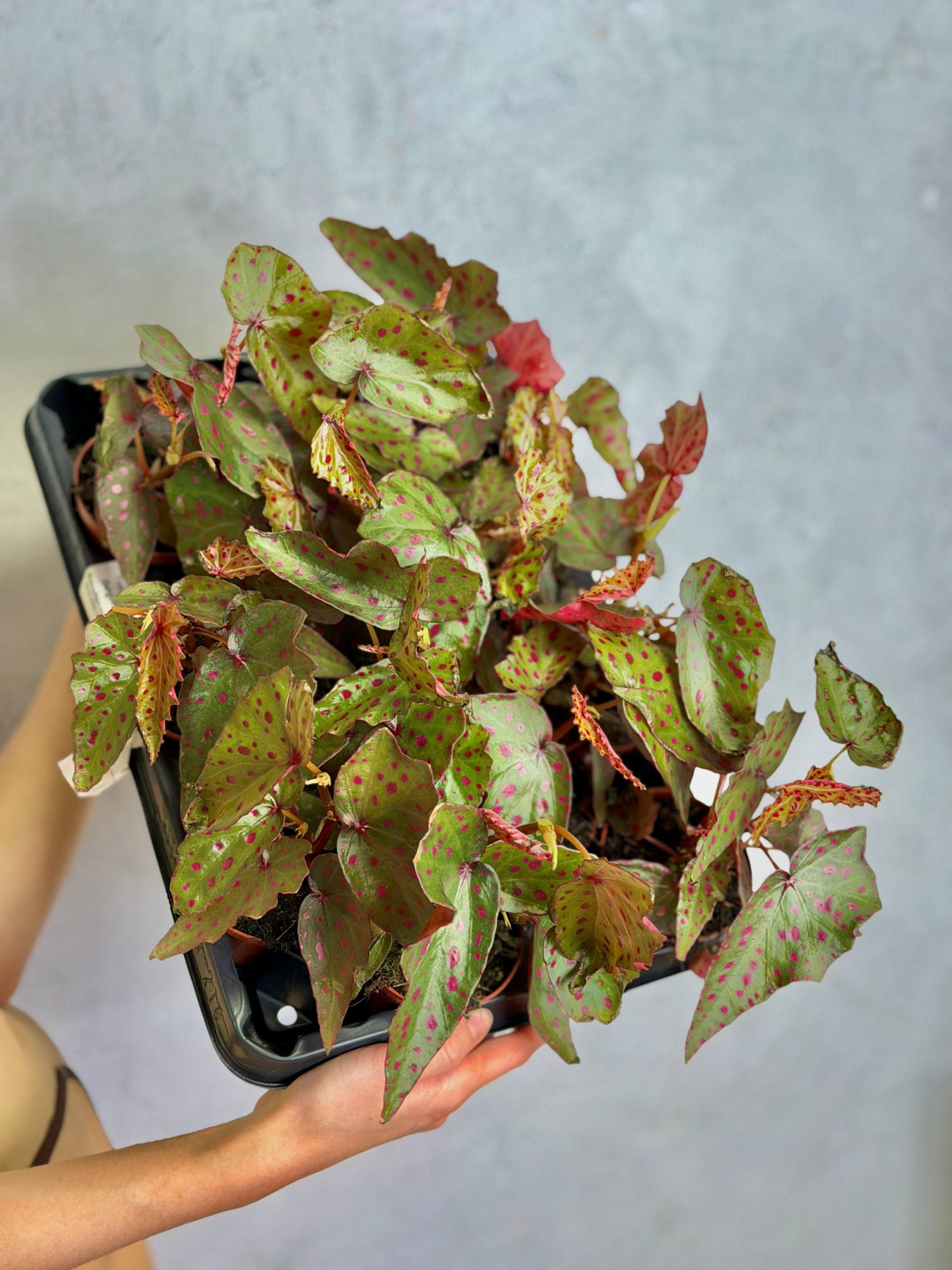 Бегония Пинк Дотти (Begonia Pink Dotty) D8см