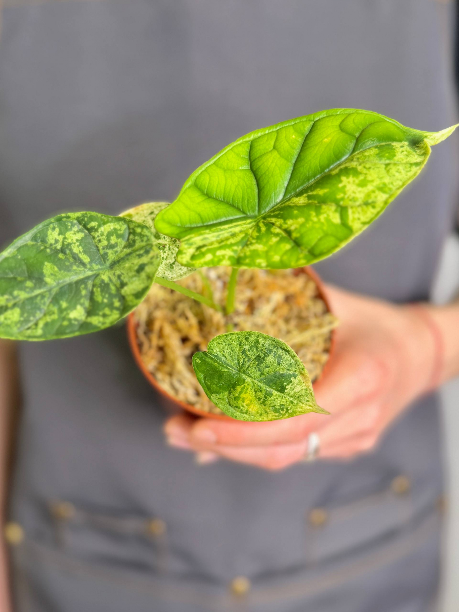 Алоказия Драгон Скейл Минт Вариегатная (Alocasia Dragon Scale Mint Variegata) D9см