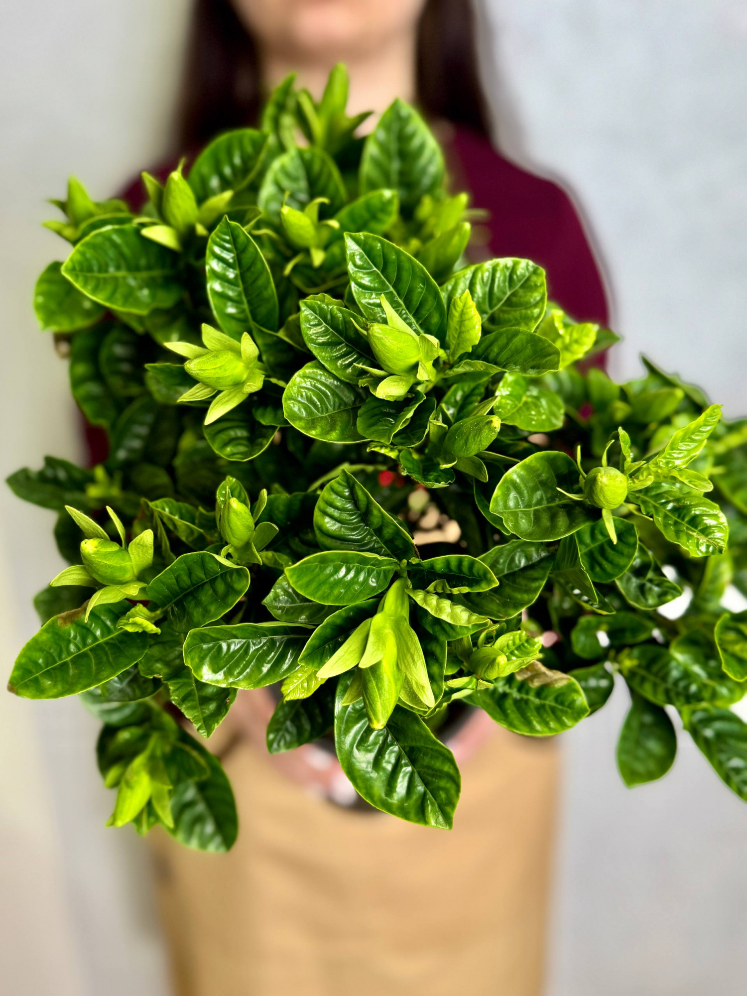 Гардения Жасминовидная (Gardenia Jasminoides) D15см