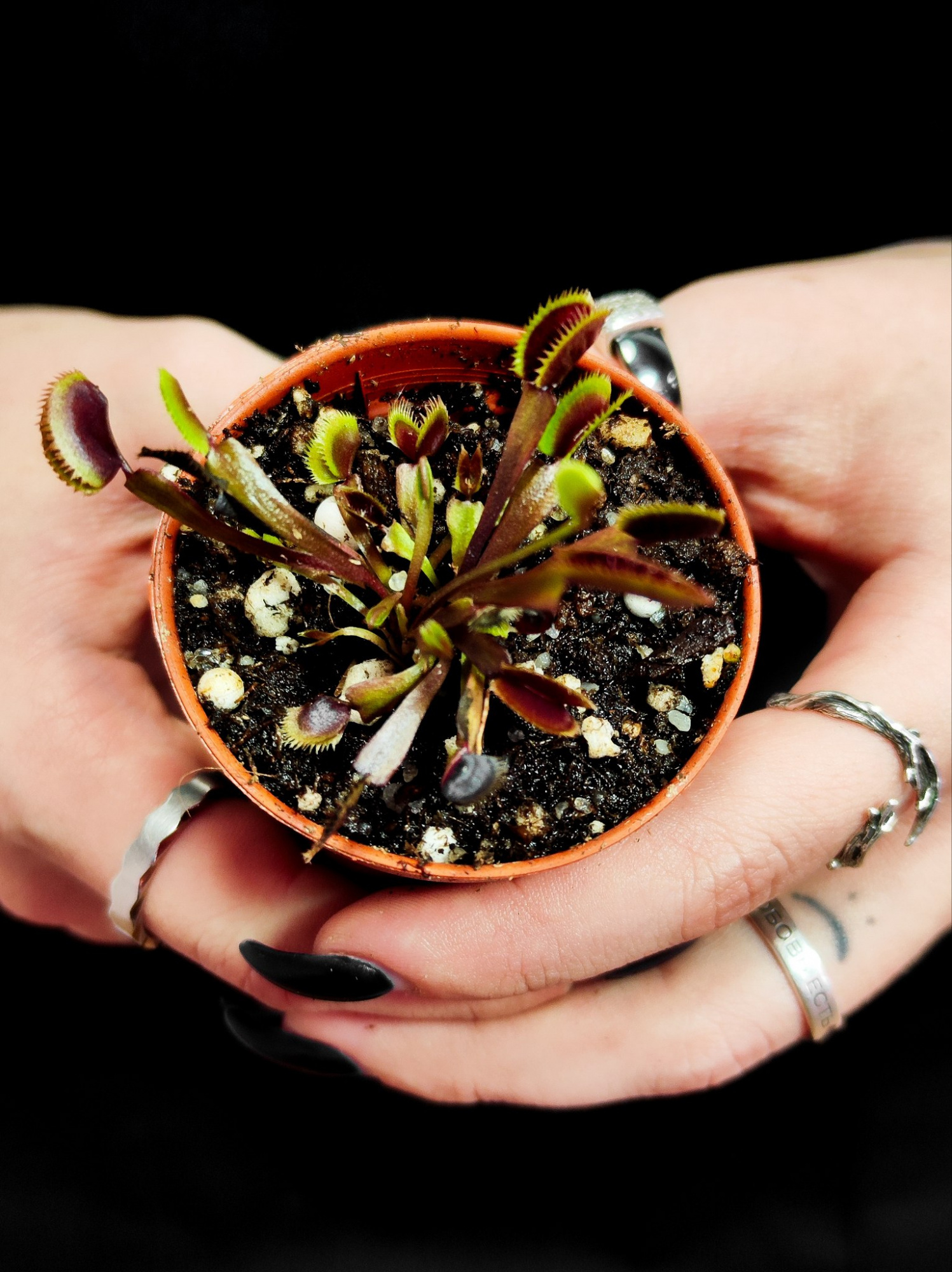Венерина Мухоловка Голд Страйк (Dionaea Muscipula Gold Strike) D5см