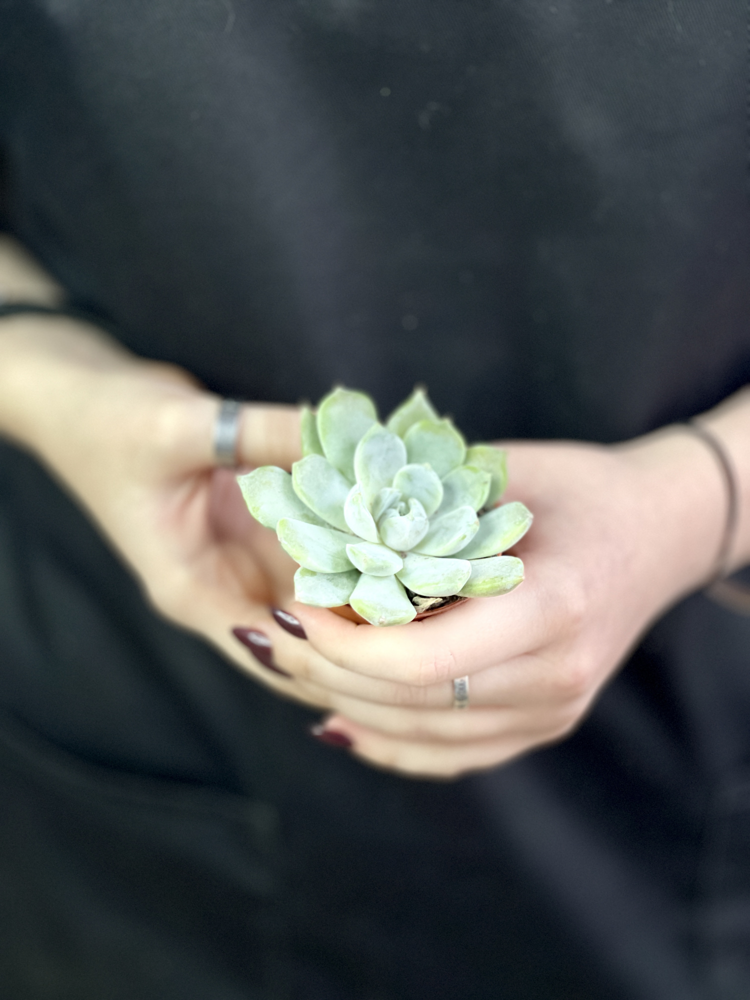 Эхеверия Сноу Банни (Echeveria Snow Bunny) D5см