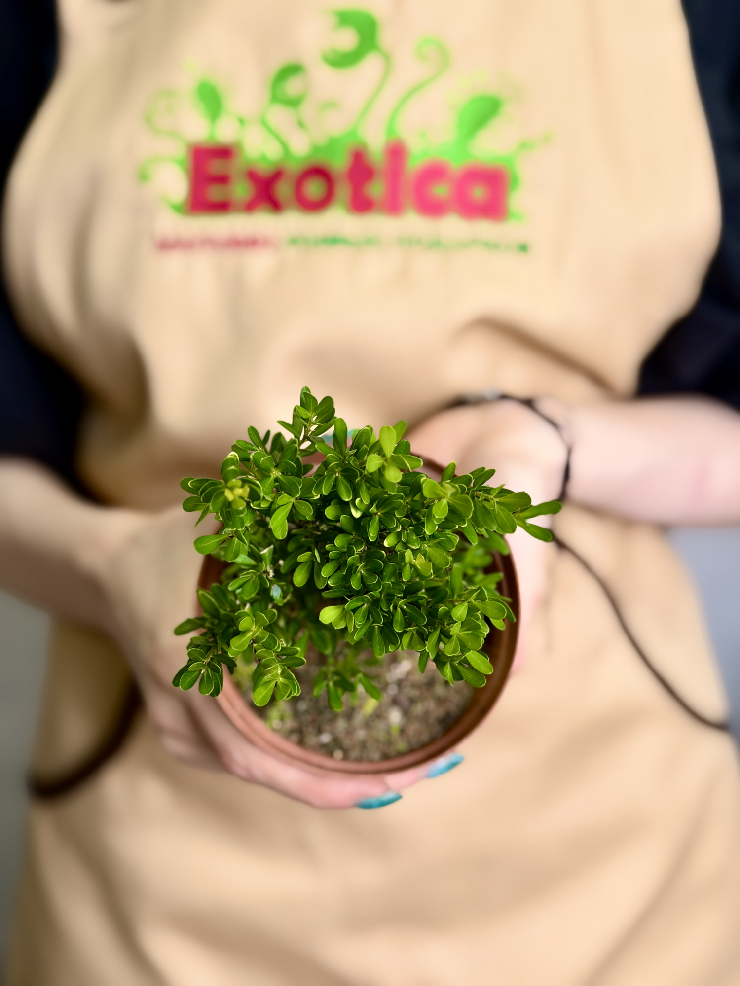 Самшит Вечнозеленый (Boxwood Green) D10см