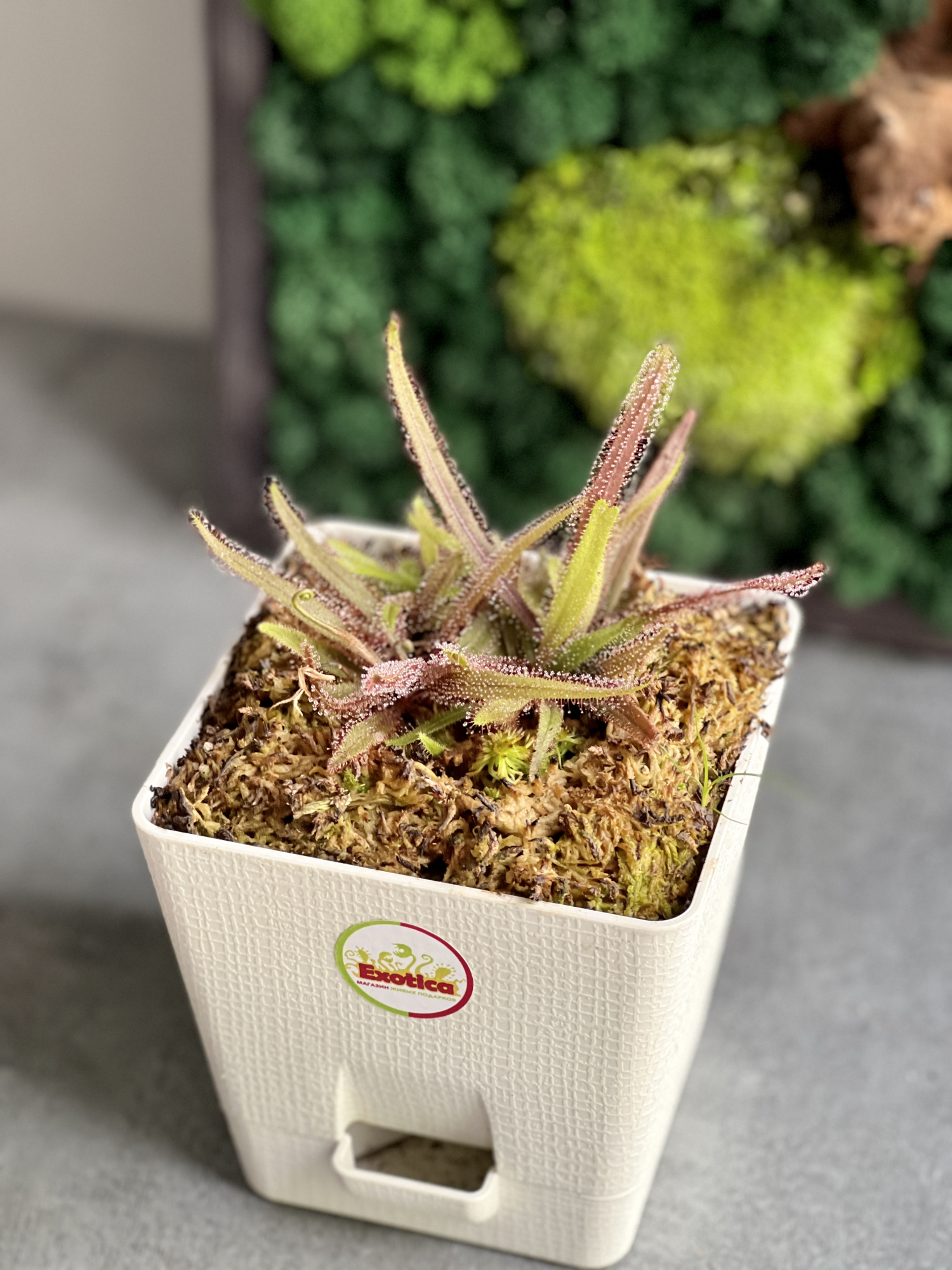 Росянка Адель (Drosera adelae) пересаженная D12см