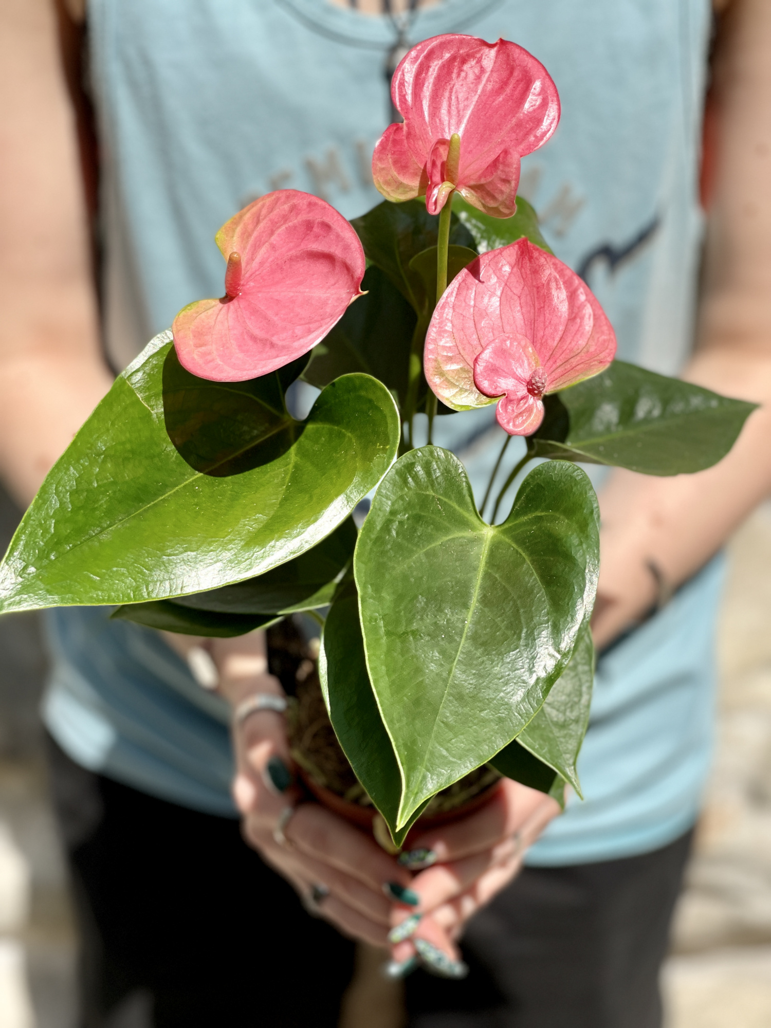 Антуриум Андре Пинк, или Розовый (Anthurium Аndraeanum Pink) D9см