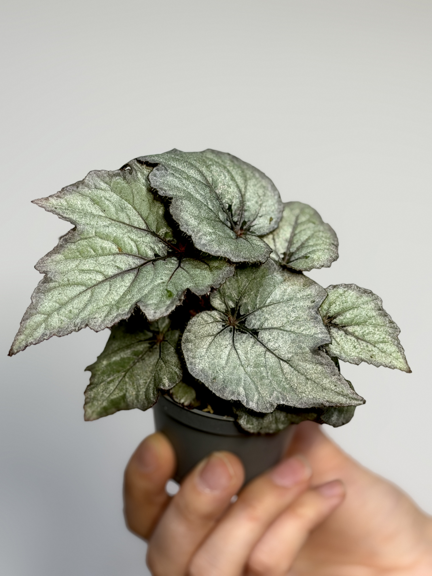 Бегония Рекс Лаккадив (Begonia Rex Spirit of Laccadive) D6см