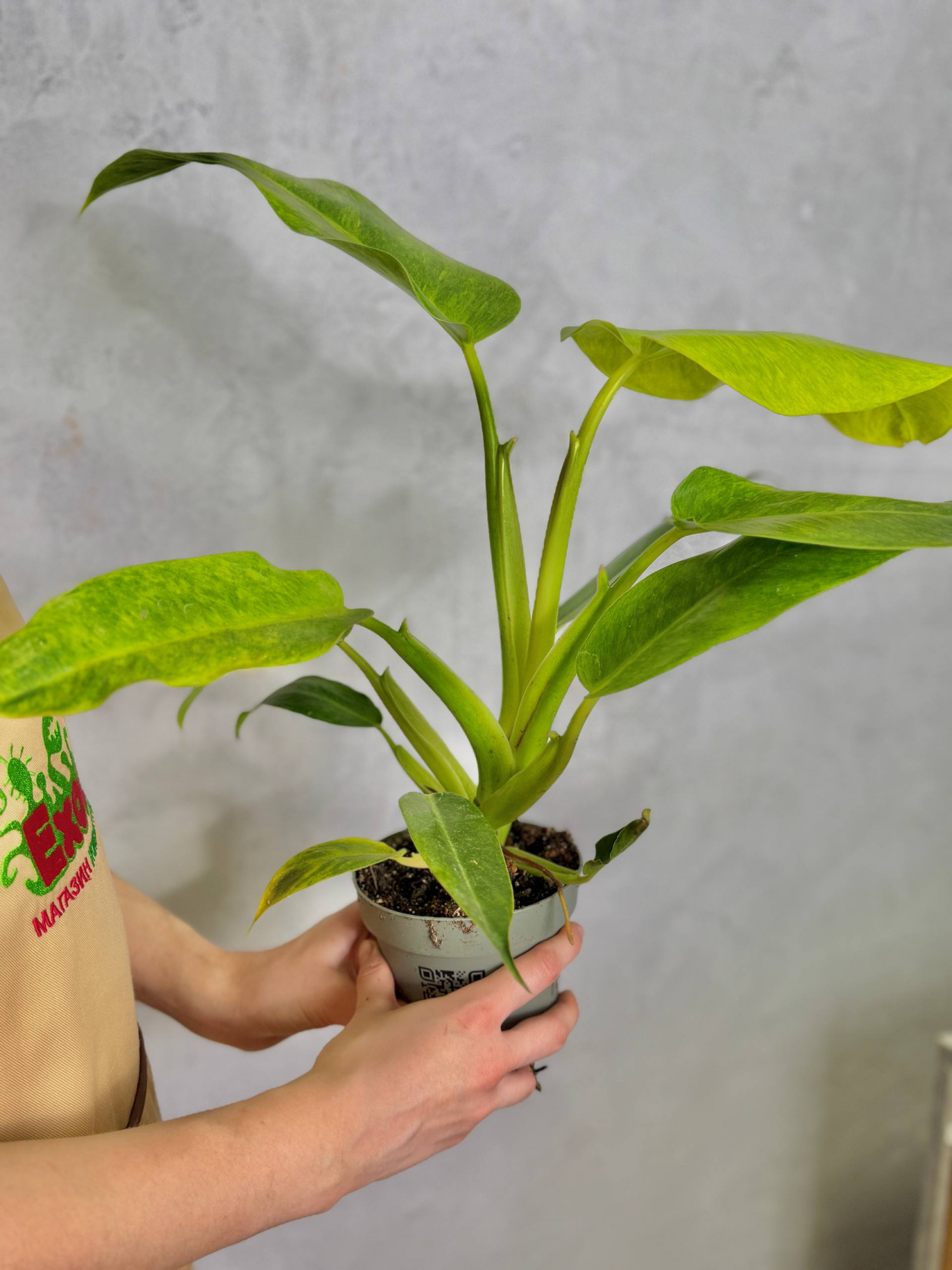 Филодендрон Калкин Голд (Philodendron Calkins Gold) D12см