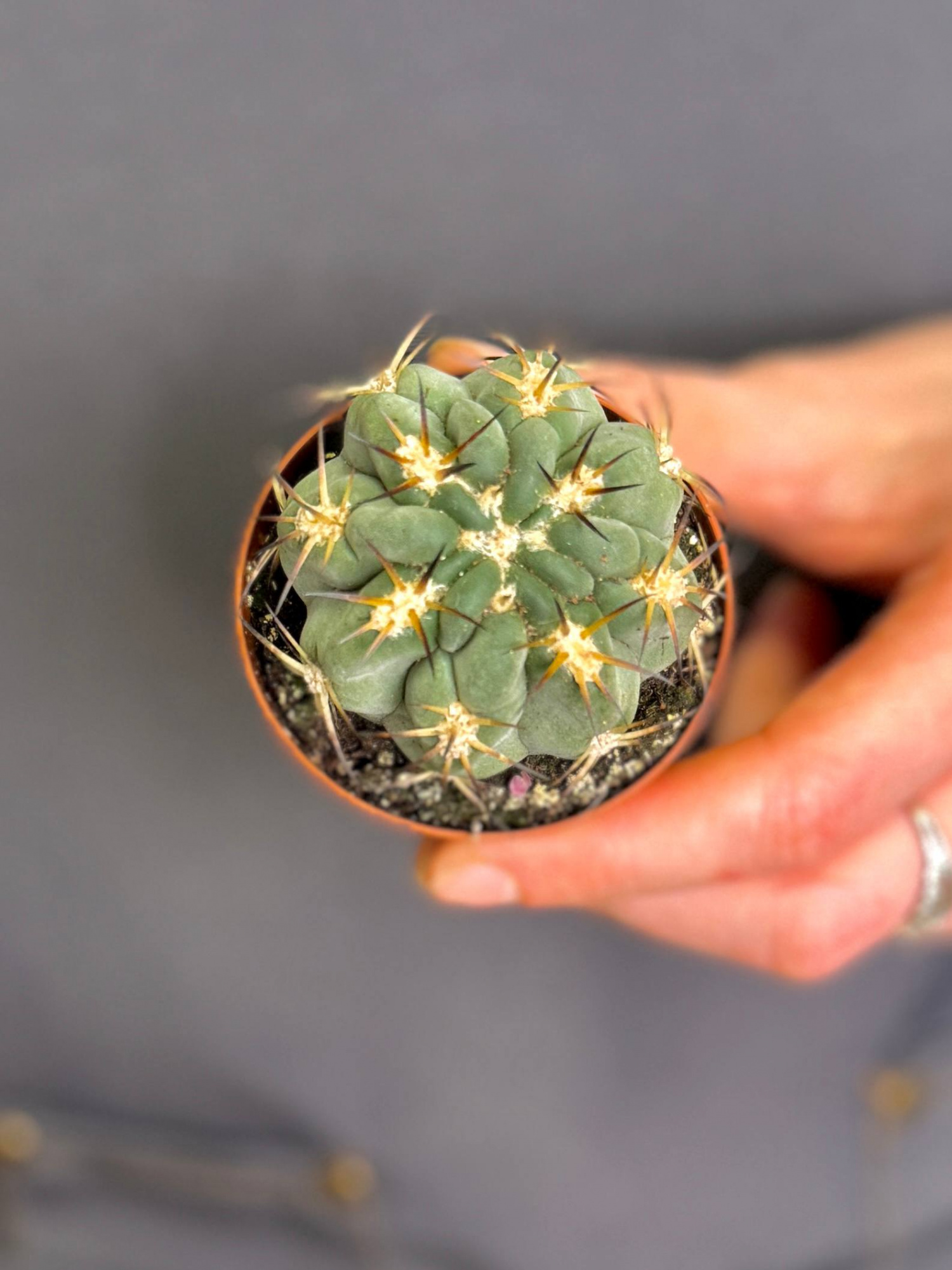 Гимнокалициум Сизый Феррари, или Гимнокалициум Глаукум (Gymnocalycium Glaucum) D5см