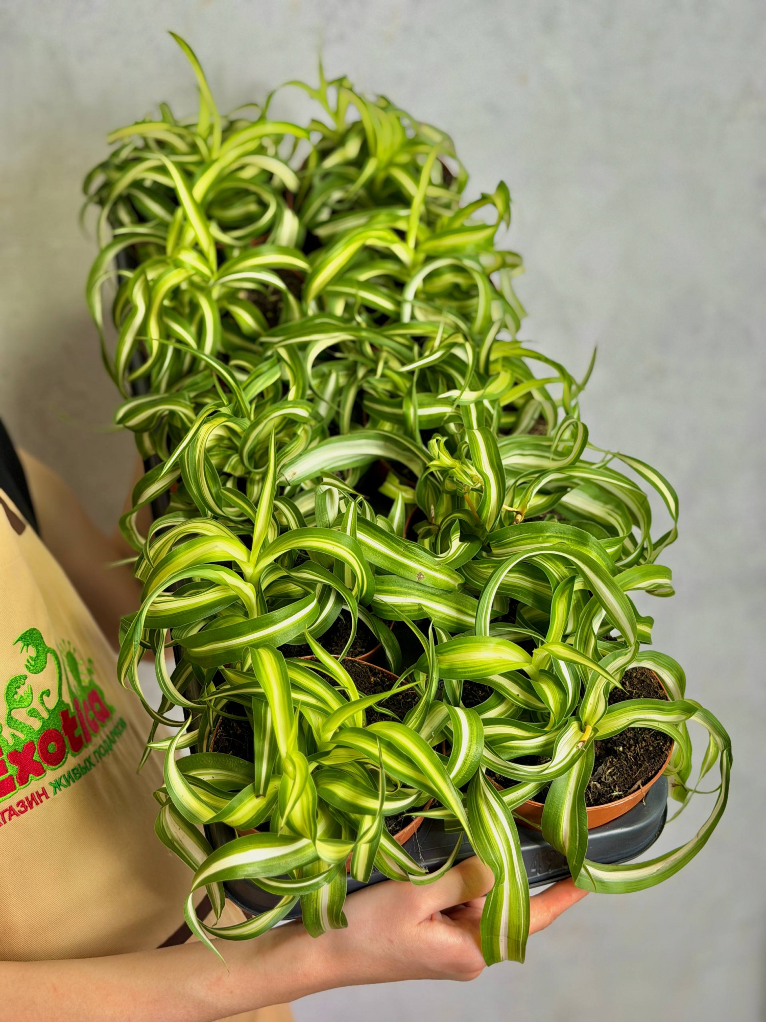 Хлорофитум Бонни Кудрявый (Chlorophytum Bonnie Variegata) D12см