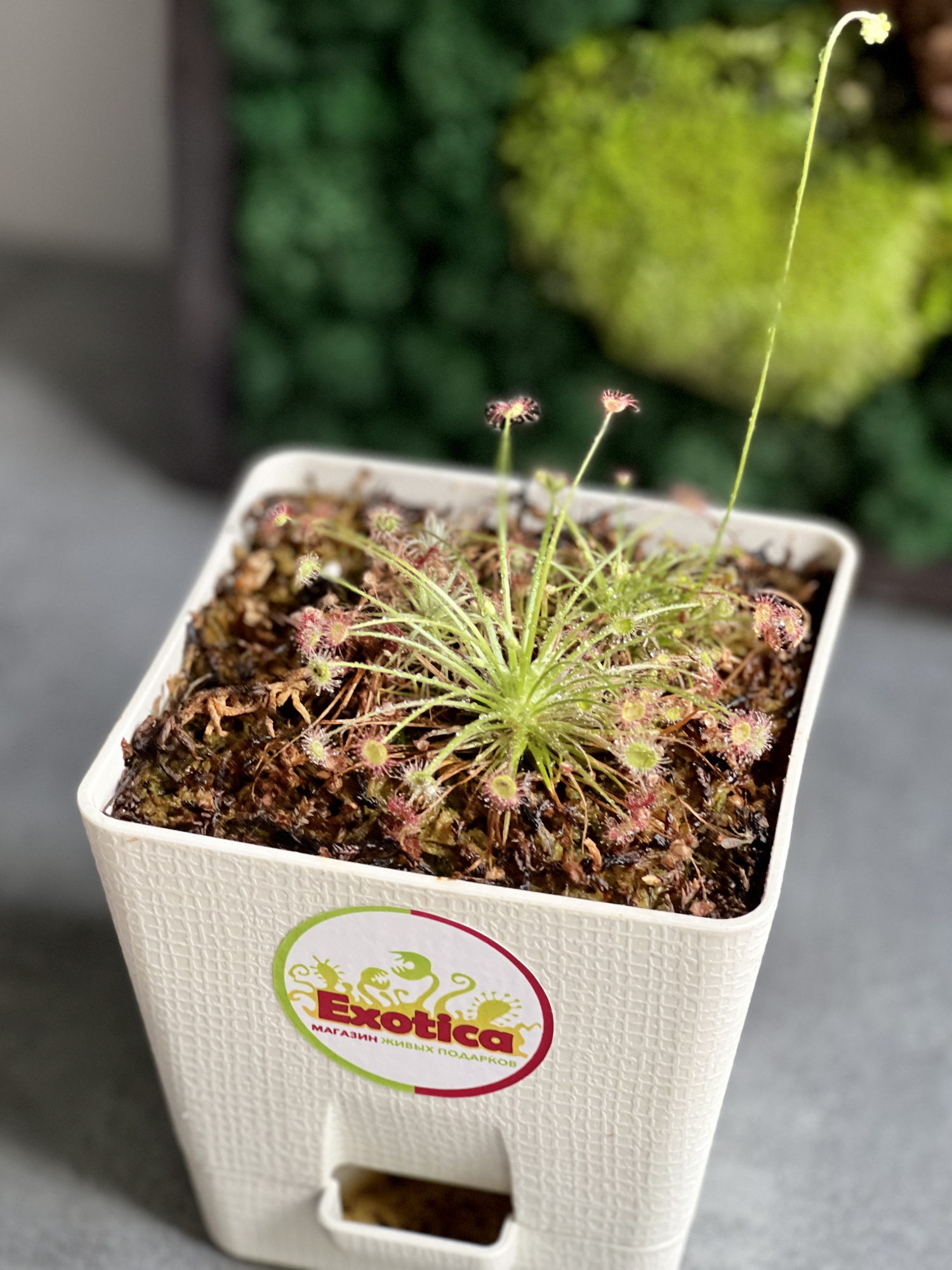 Росянка Парадокса (Drosera Paradoxa) пересаженная D12см