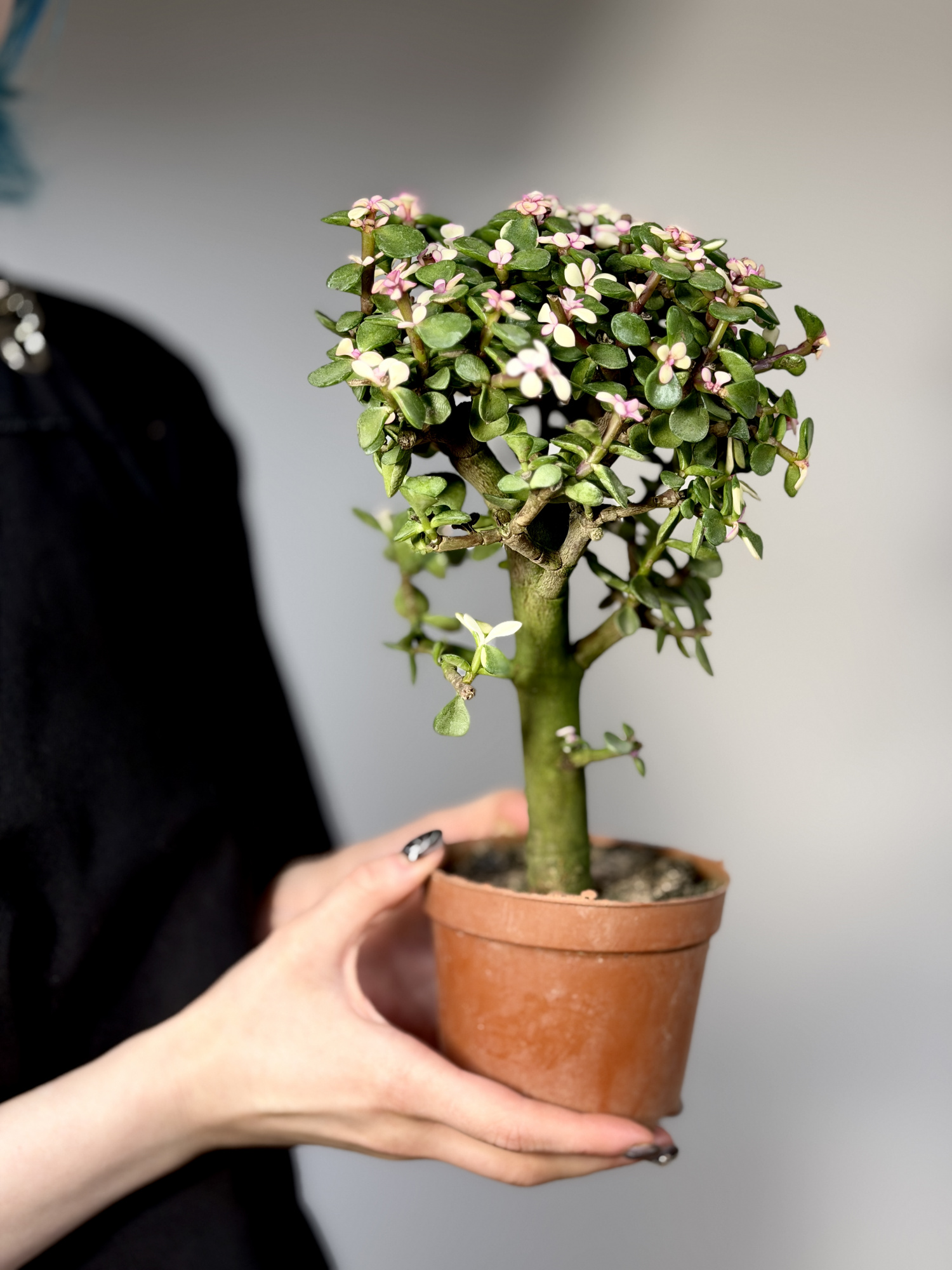 Портулакария Афра, Цветущее Дерево (Portulacaria Afra) D10см