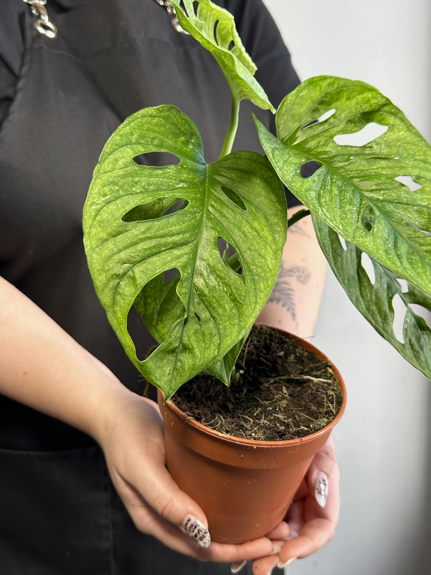 Монстера Адансона Вариегатная Минт (Monstera Adansonii Mint Variegated) D12см