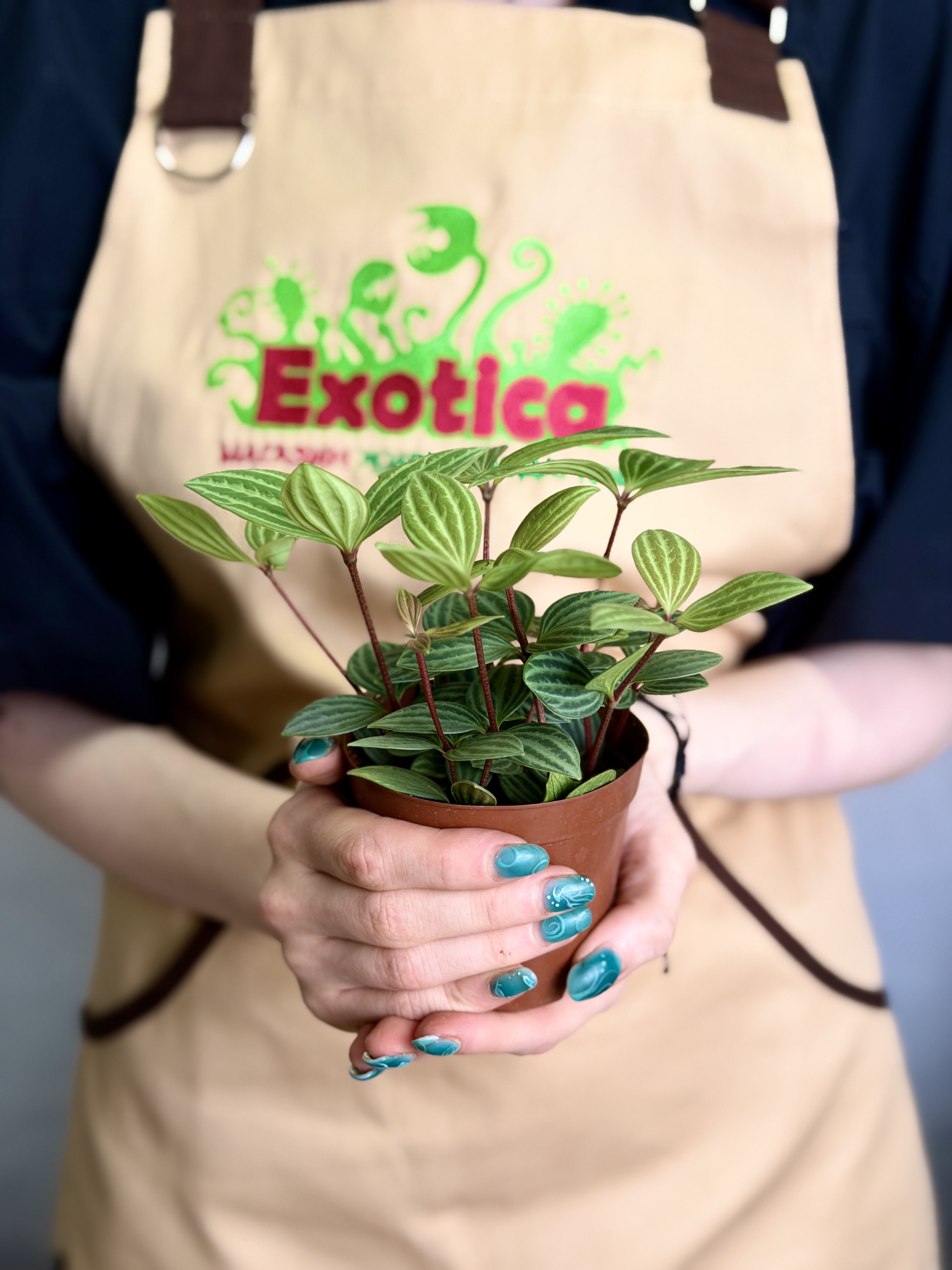 Пеперомия Ангулата Страйб (Peperomia Angulata Stribe) D9см
