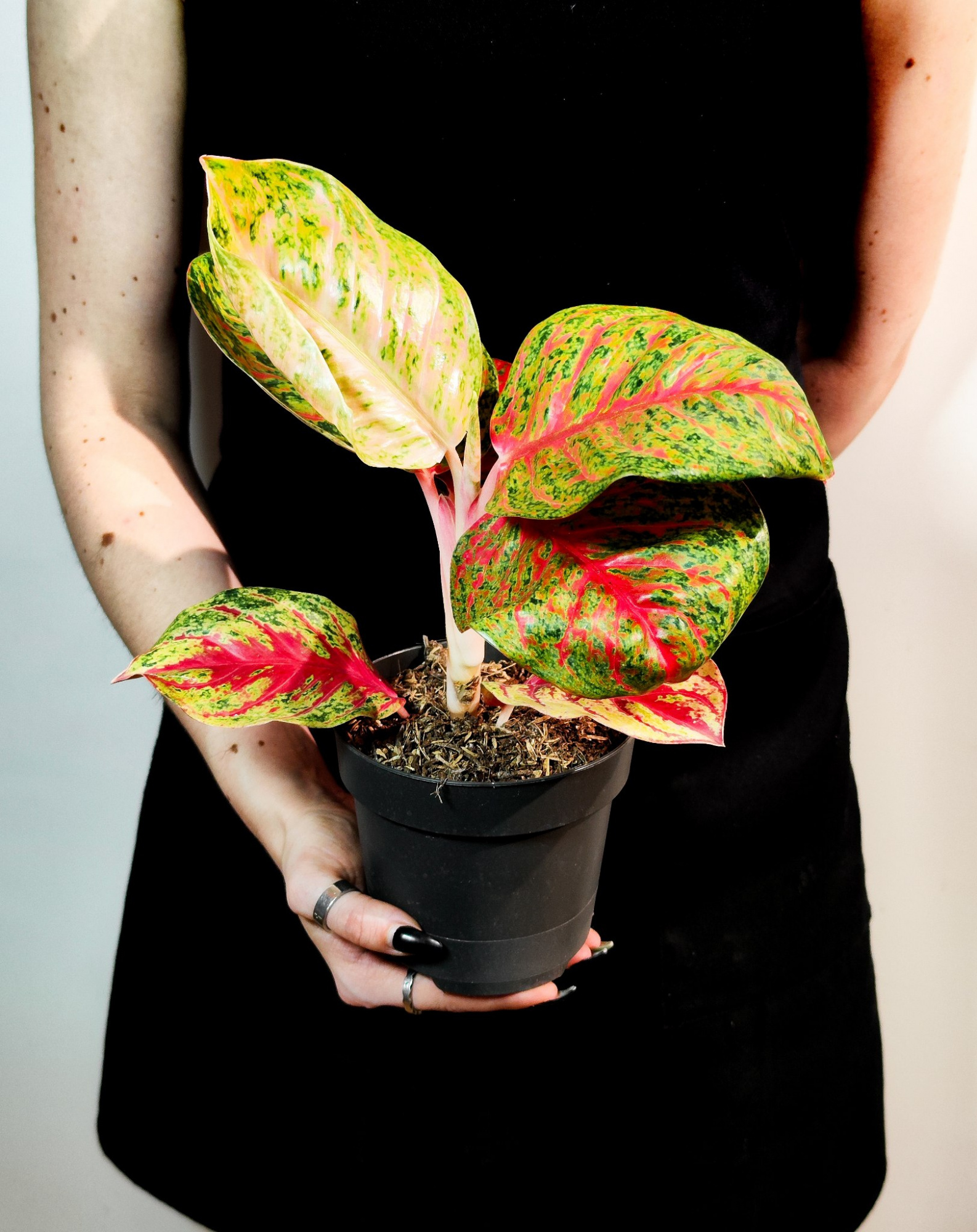 Аглаонема Ред Балун (Aglaonema Red Balloon) D12см