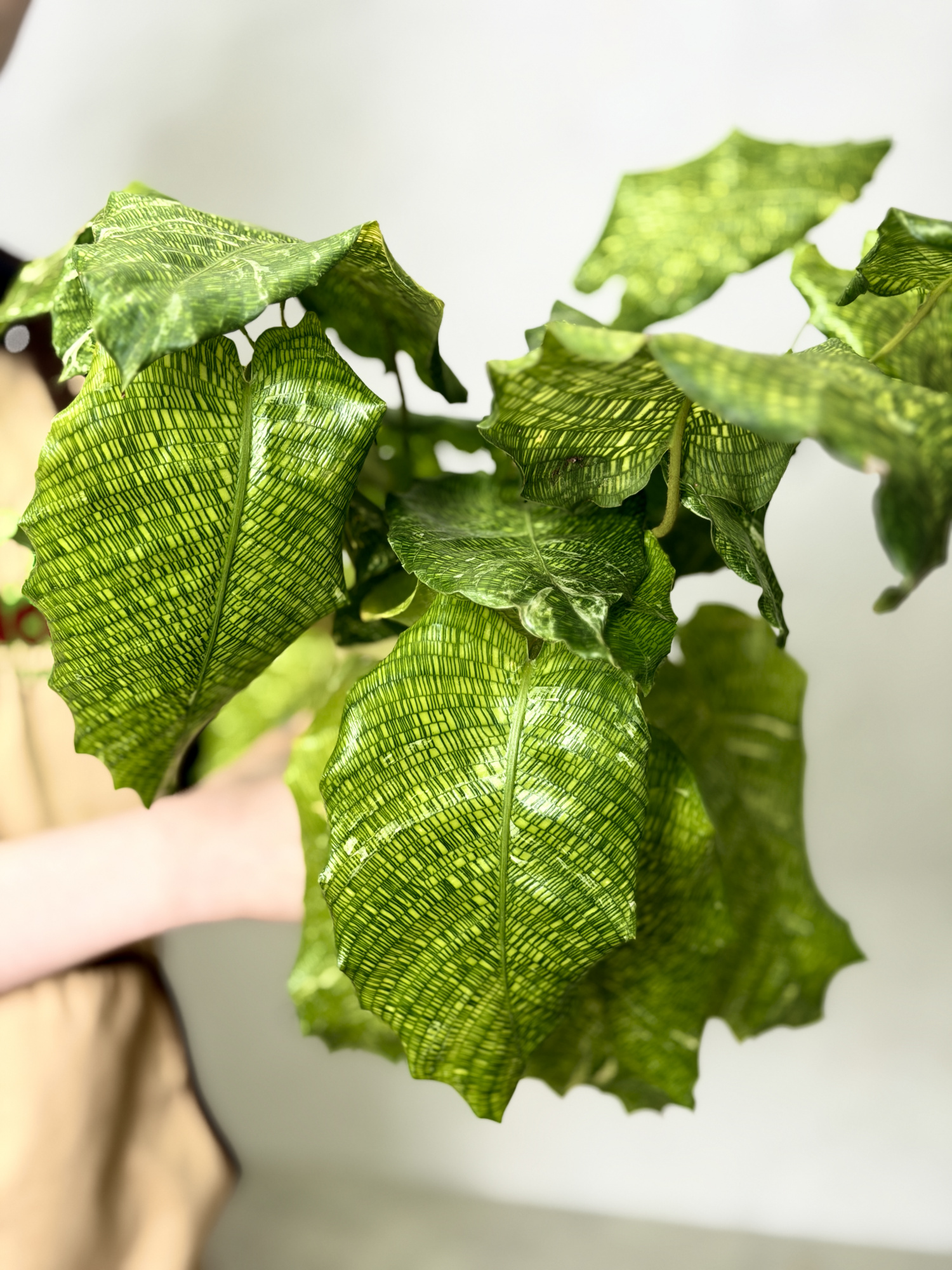 Калатея Мозаика Вариегата, или Нетворк Мозаичная (Calathea Musaica Variegata) D10см