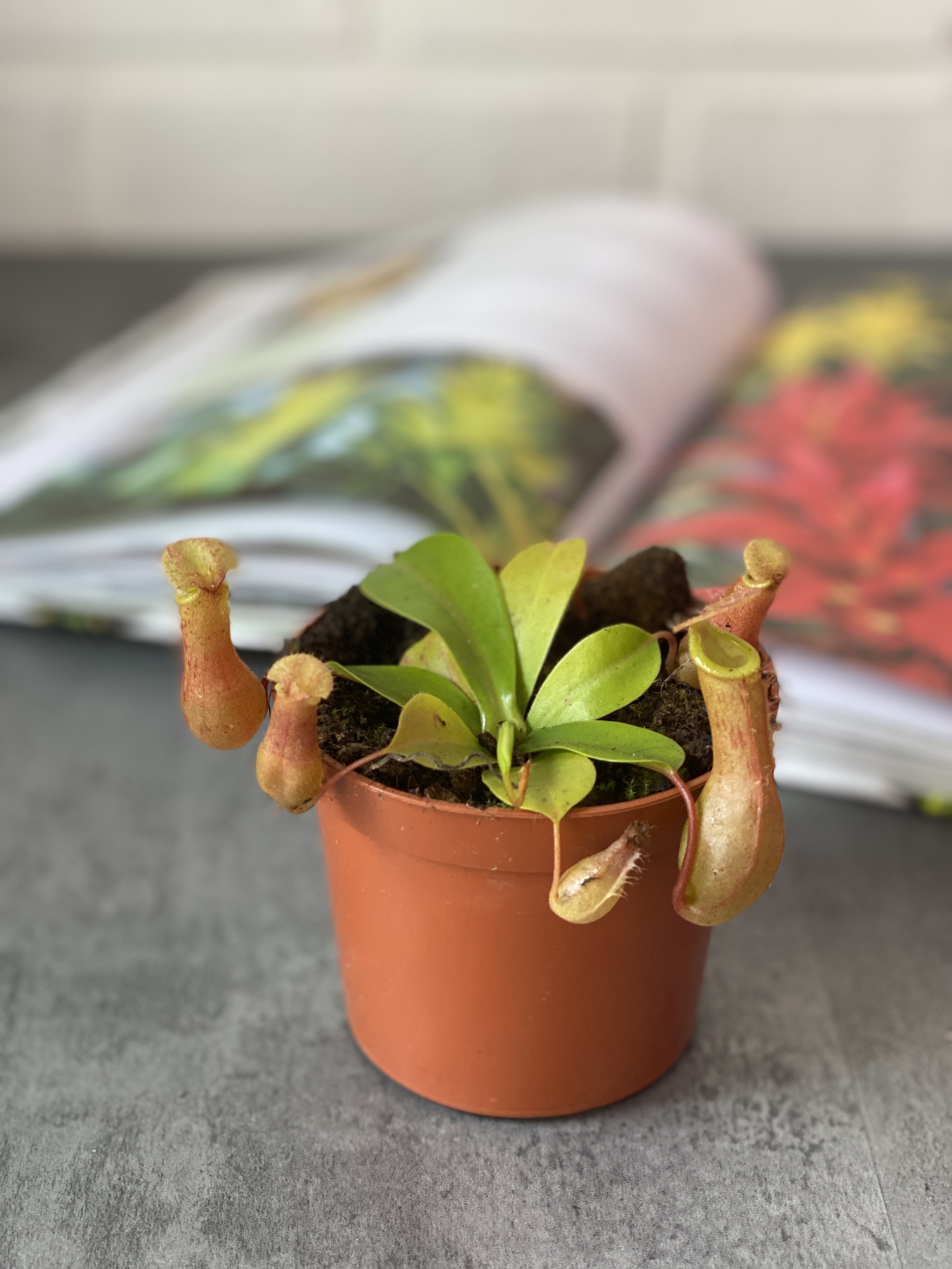 Непентес Вентрата (Nepenthes Ventrata) D9см